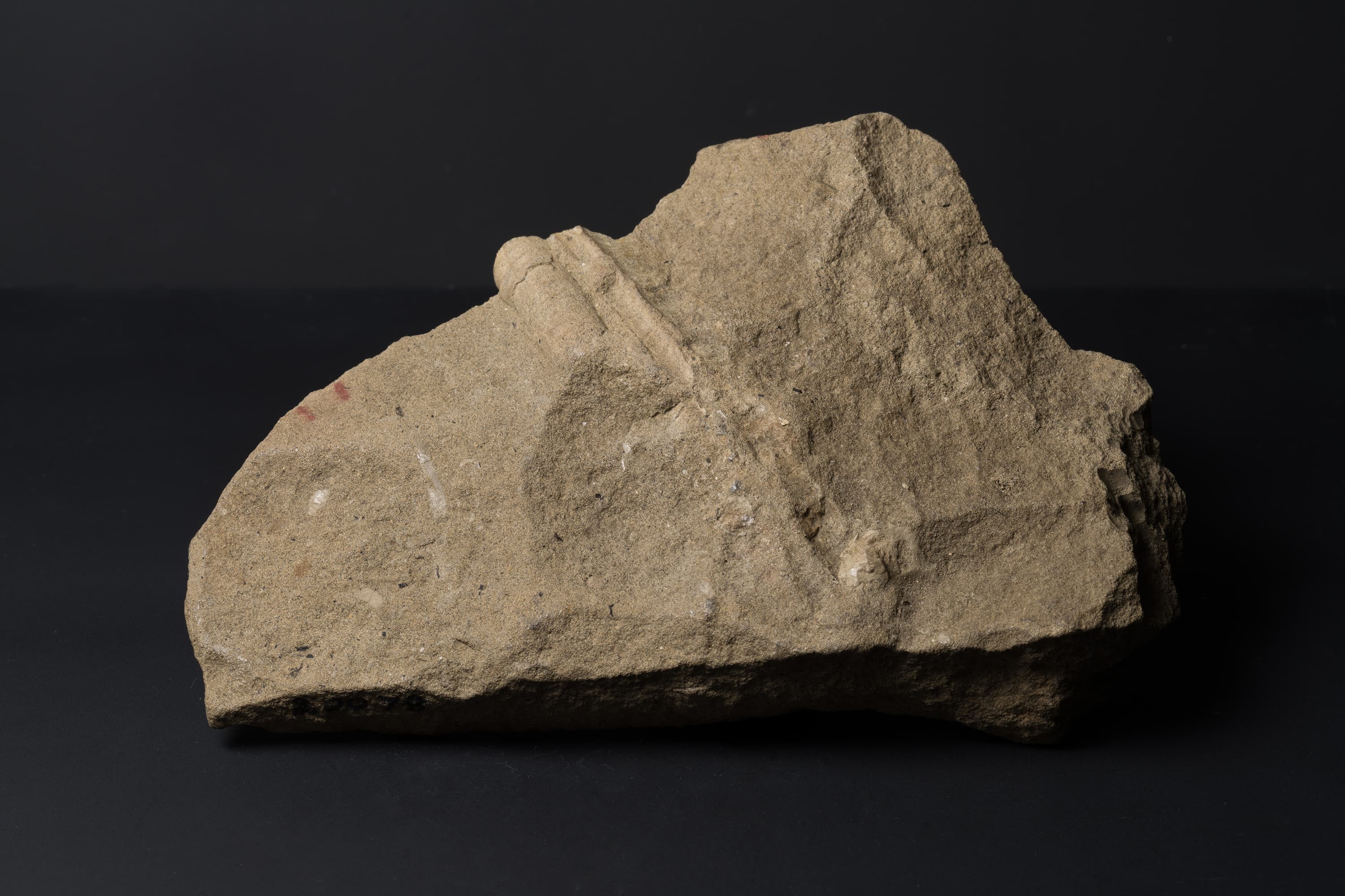 アンモナイト　ポリプチコセラスの一種画像2