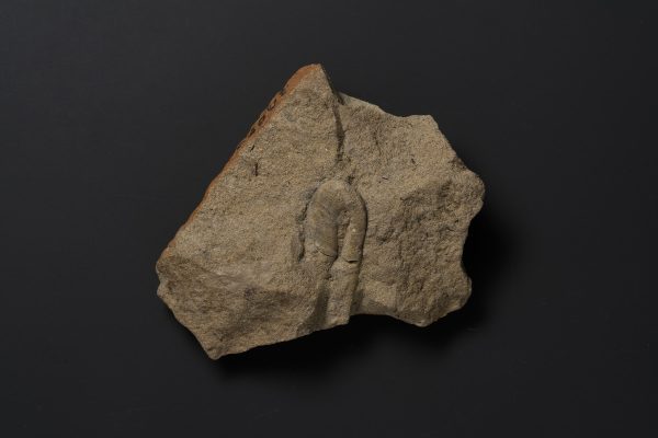 アンモナイト　ポリプチコセラスの一種画像