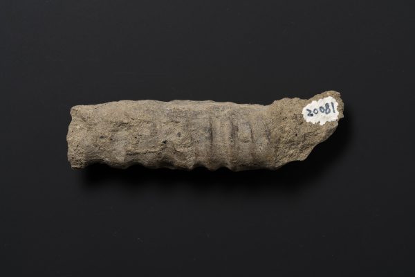 アンモナイト　ポリプチコセラス シュードガウルチナム画像