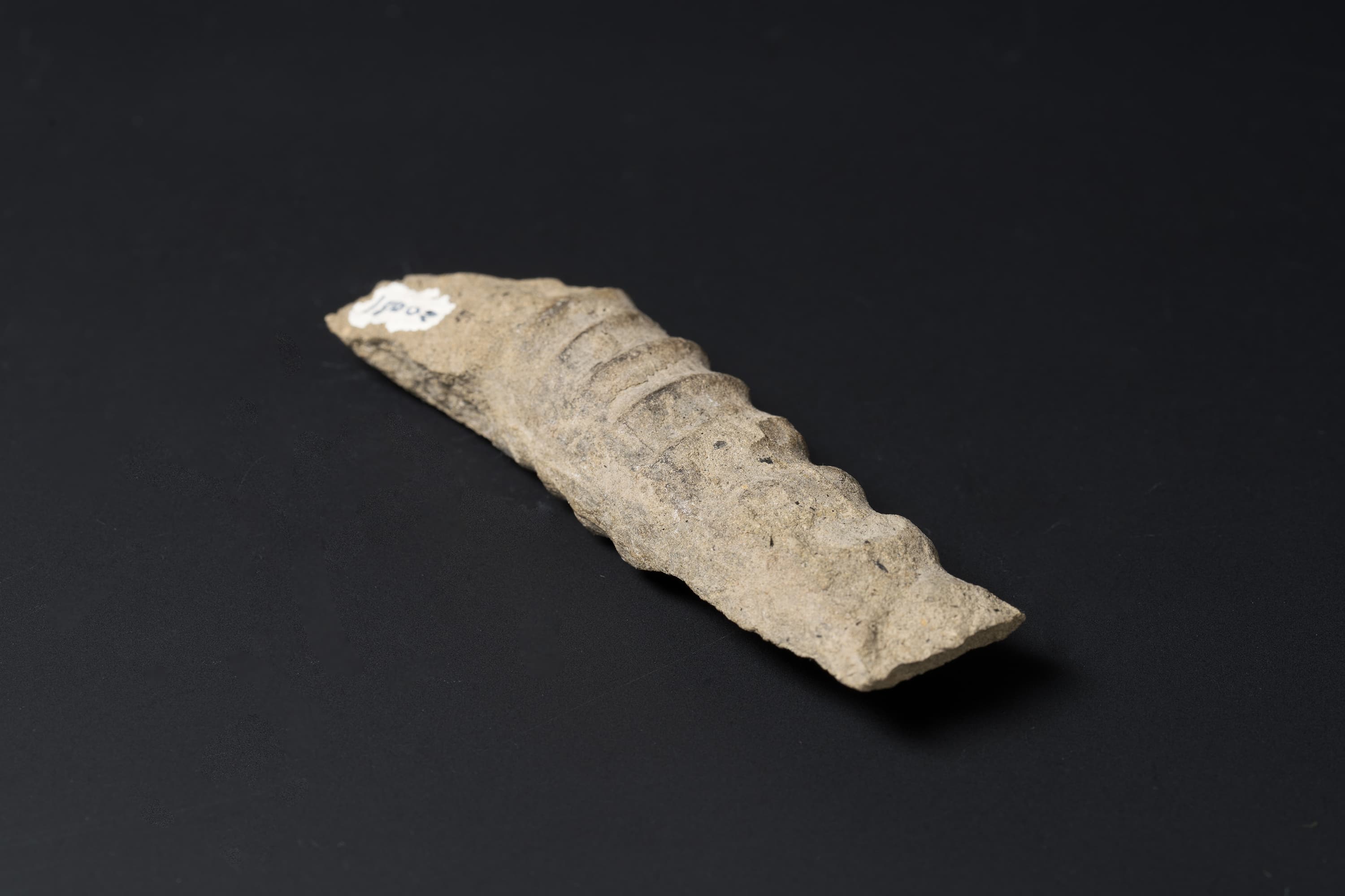 アンモナイト　ポリプチコセラスの一種画像2