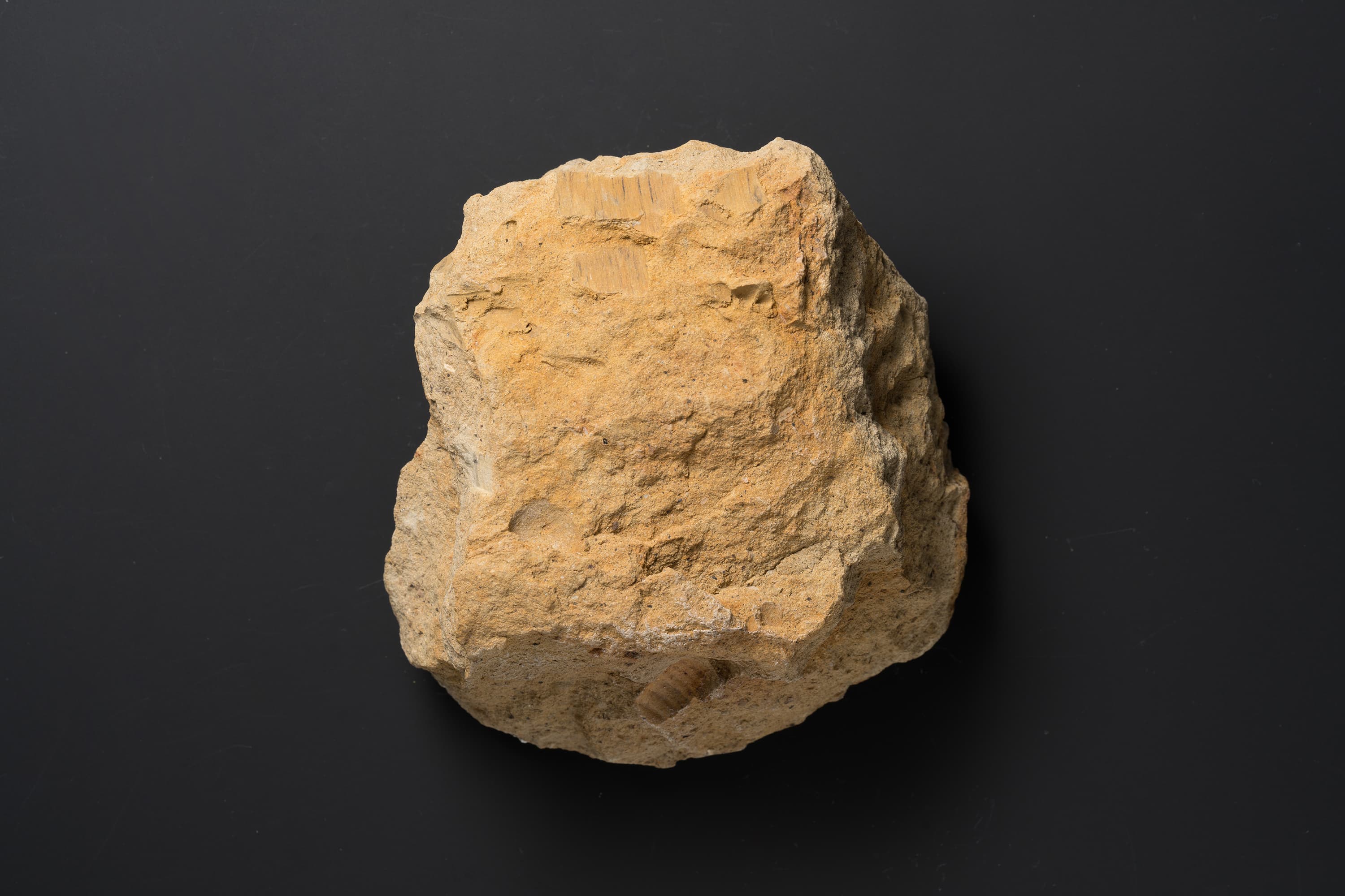 アンモナイト　ポリプチコセラスの一種？画像1