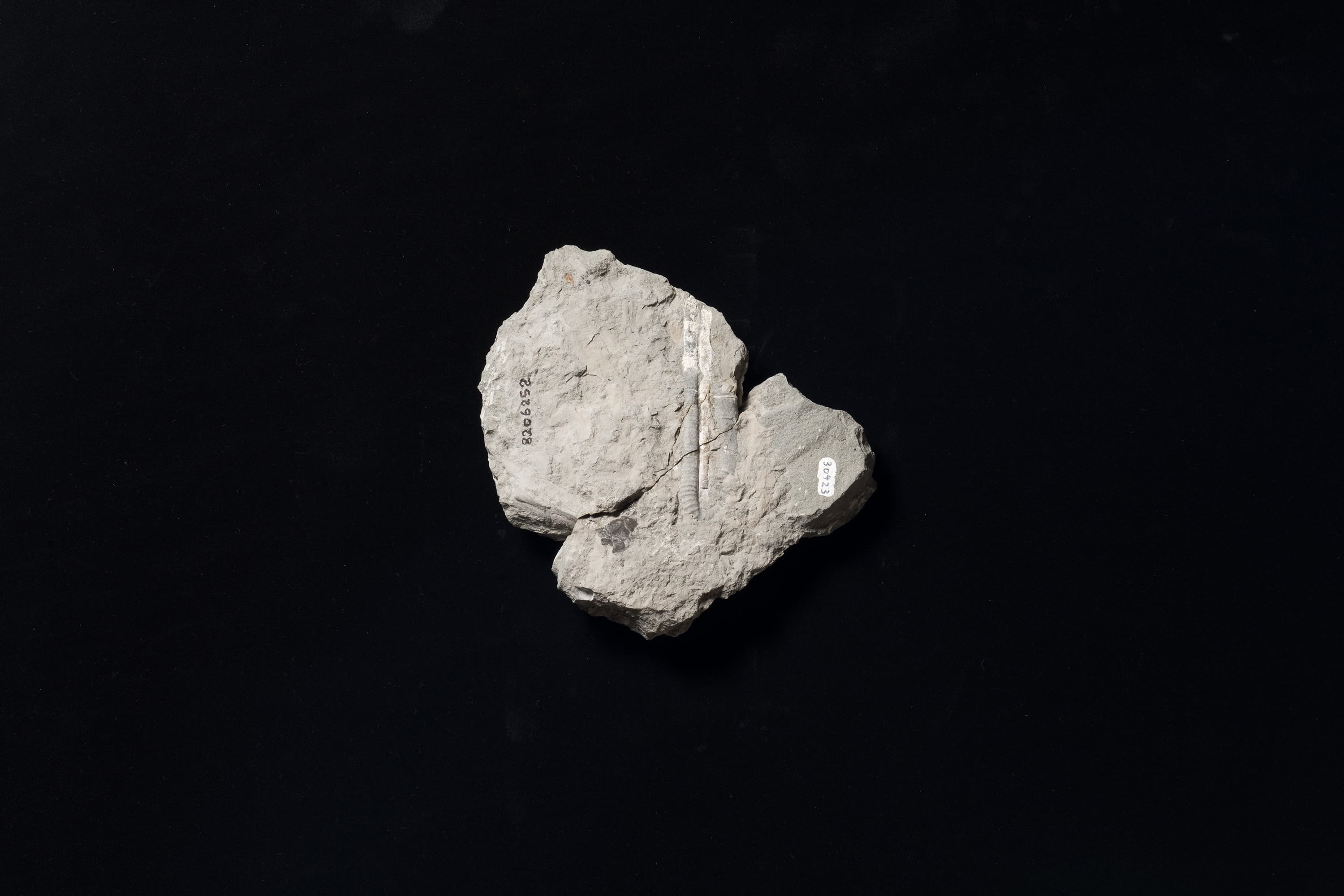 アンモナイト　ポリプチコセラス シュードガウルチナム画像1