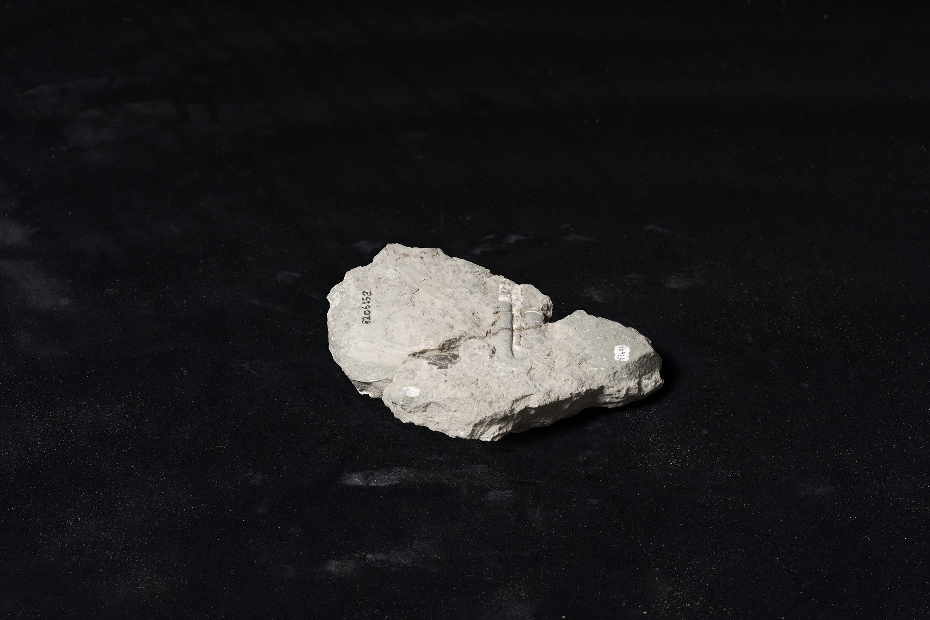 アンモナイト　ポリプチコセラス シュードガウルチナム画像2