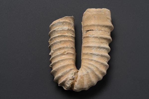 アンモナイト　ポリプチコセラス シュードガウルチナム画像