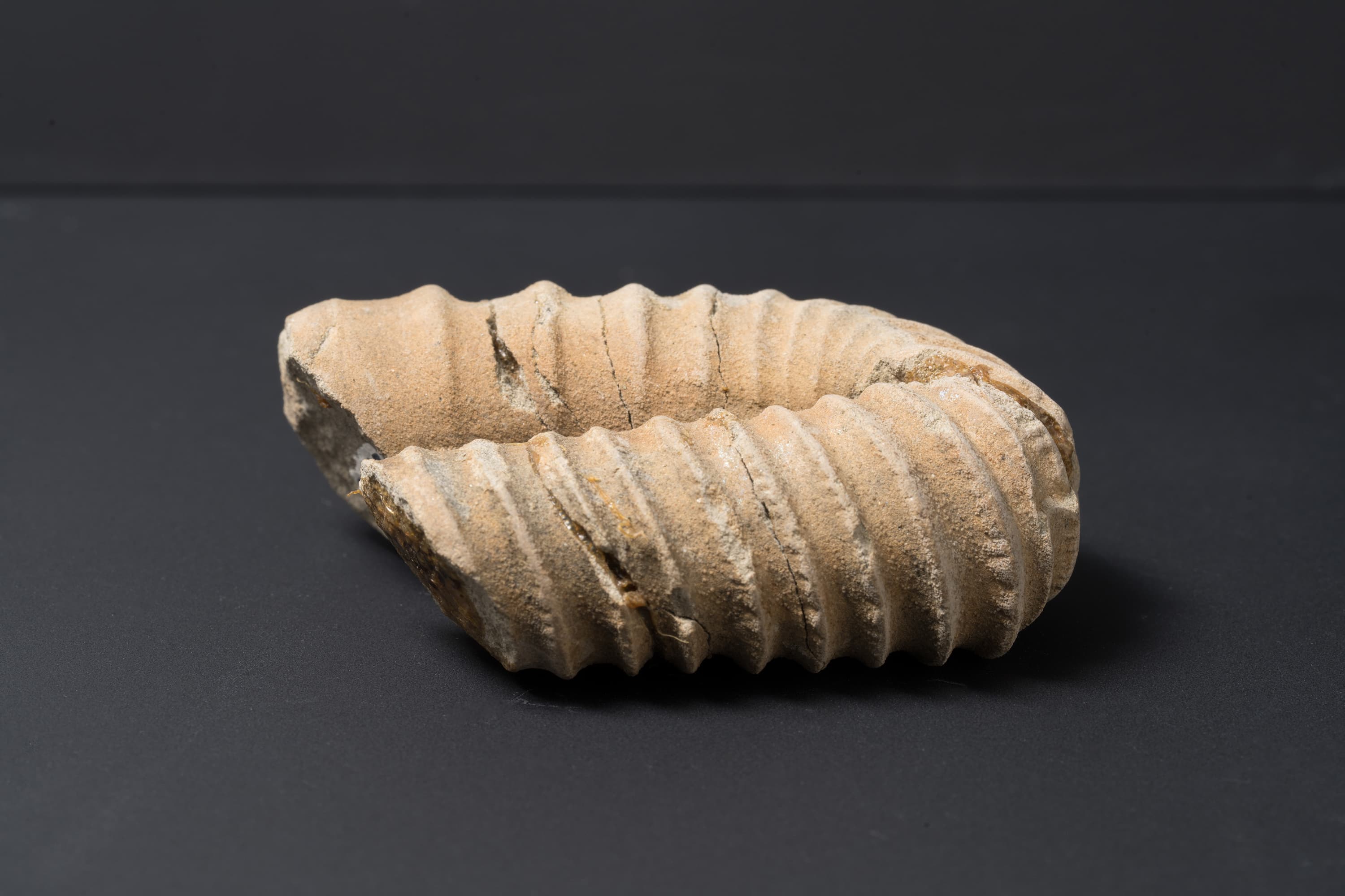 アンモナイト　ポリプチコセラス サブクァドラタム画像2