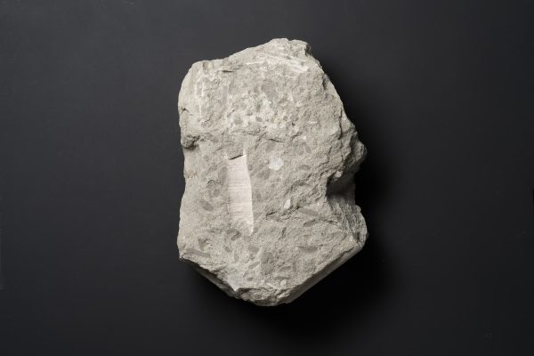 アンモナイト　ポリプチコセラスの一種画像