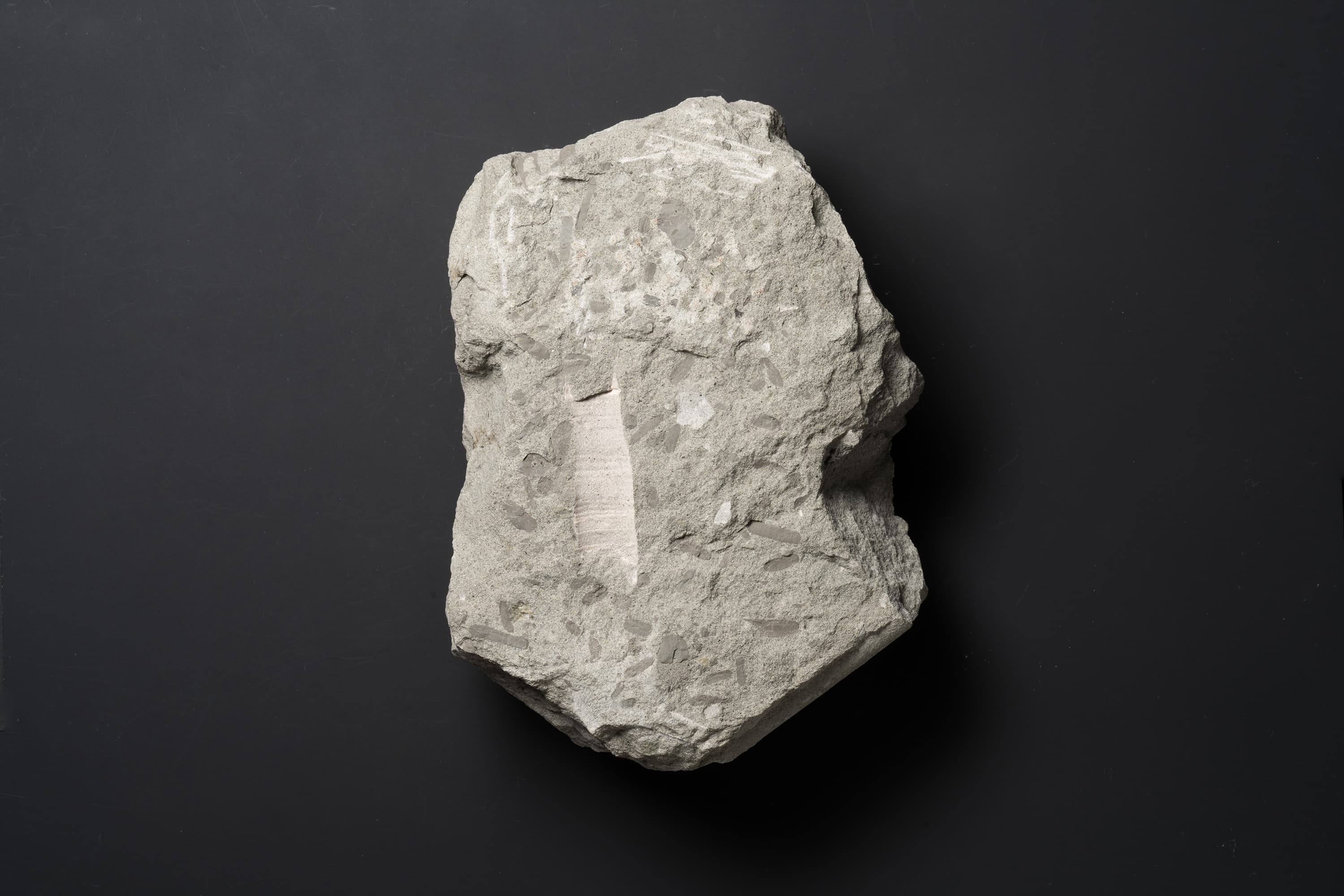 アンモナイト　ポリプチコセラスの一種画像1