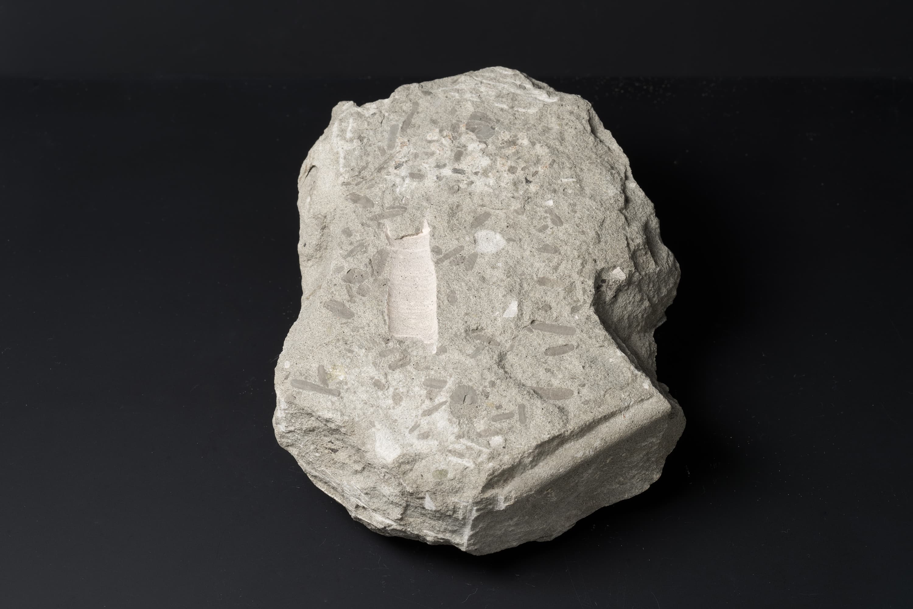 アンモナイト　ポリプチコセラスの一種画像2