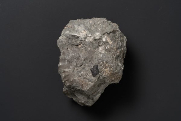 アンモナイト　ディアドコセラス ノドソコスタティフォルメ画像