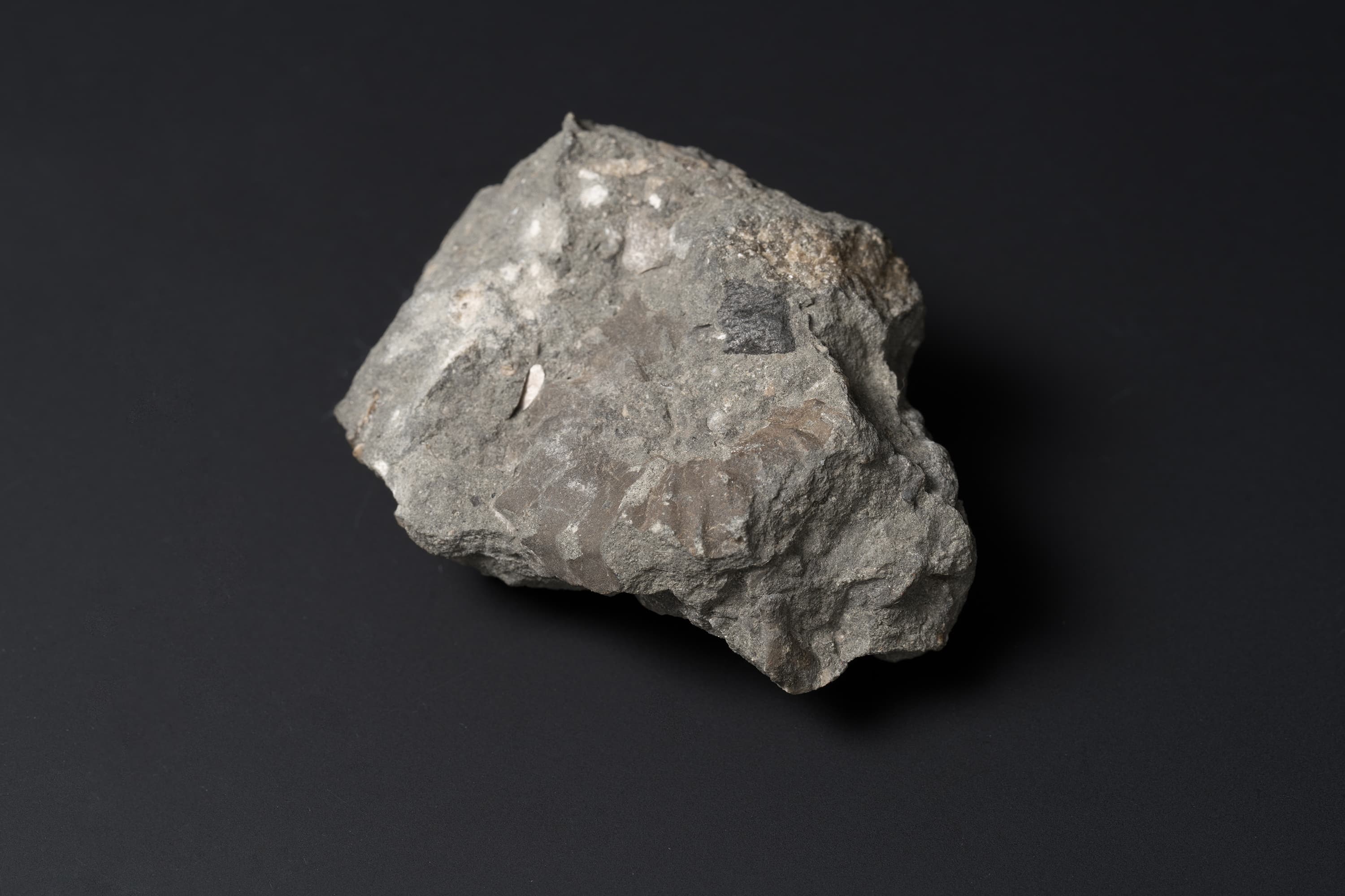 アンモナイト　ディアドコセラス ノドソコスタティフォルメ画像2