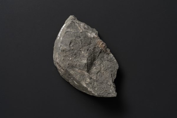 アンモナイト　ヒパカンソプリテスの一種画像