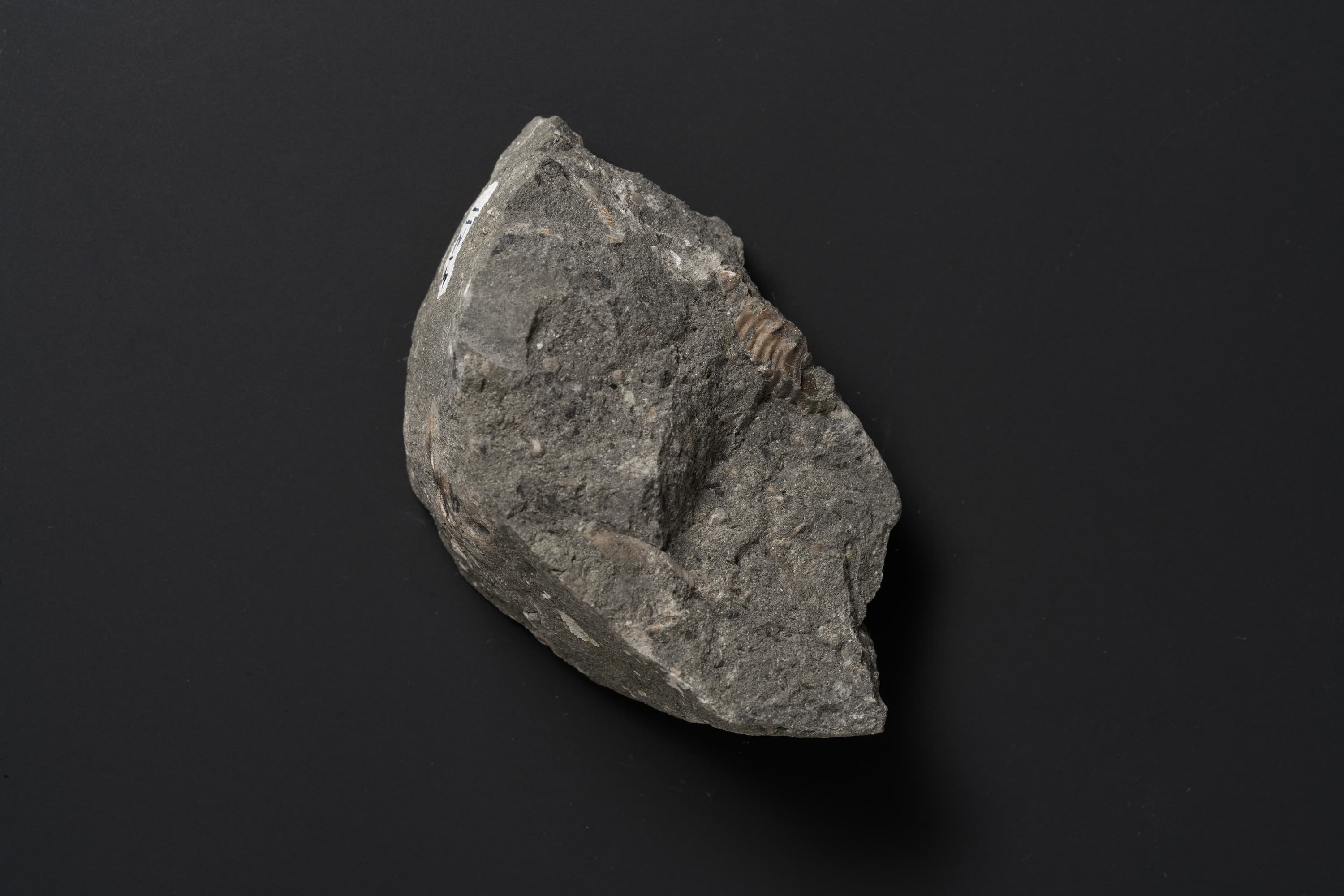 アンモナイト　ヒパカンソプリテスの一種画像1