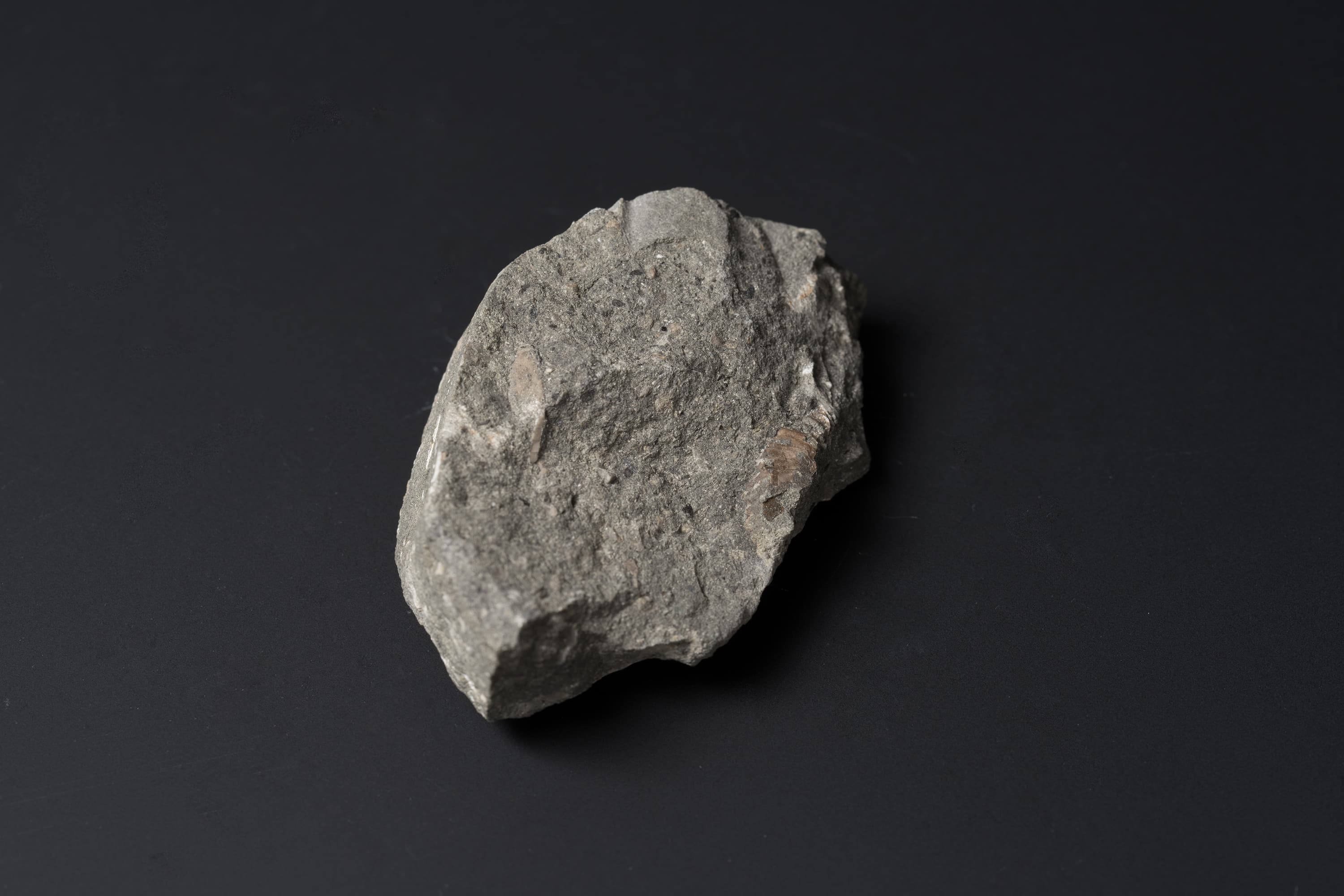 アンモナイト　ヒパカンソプリテスの一種画像2