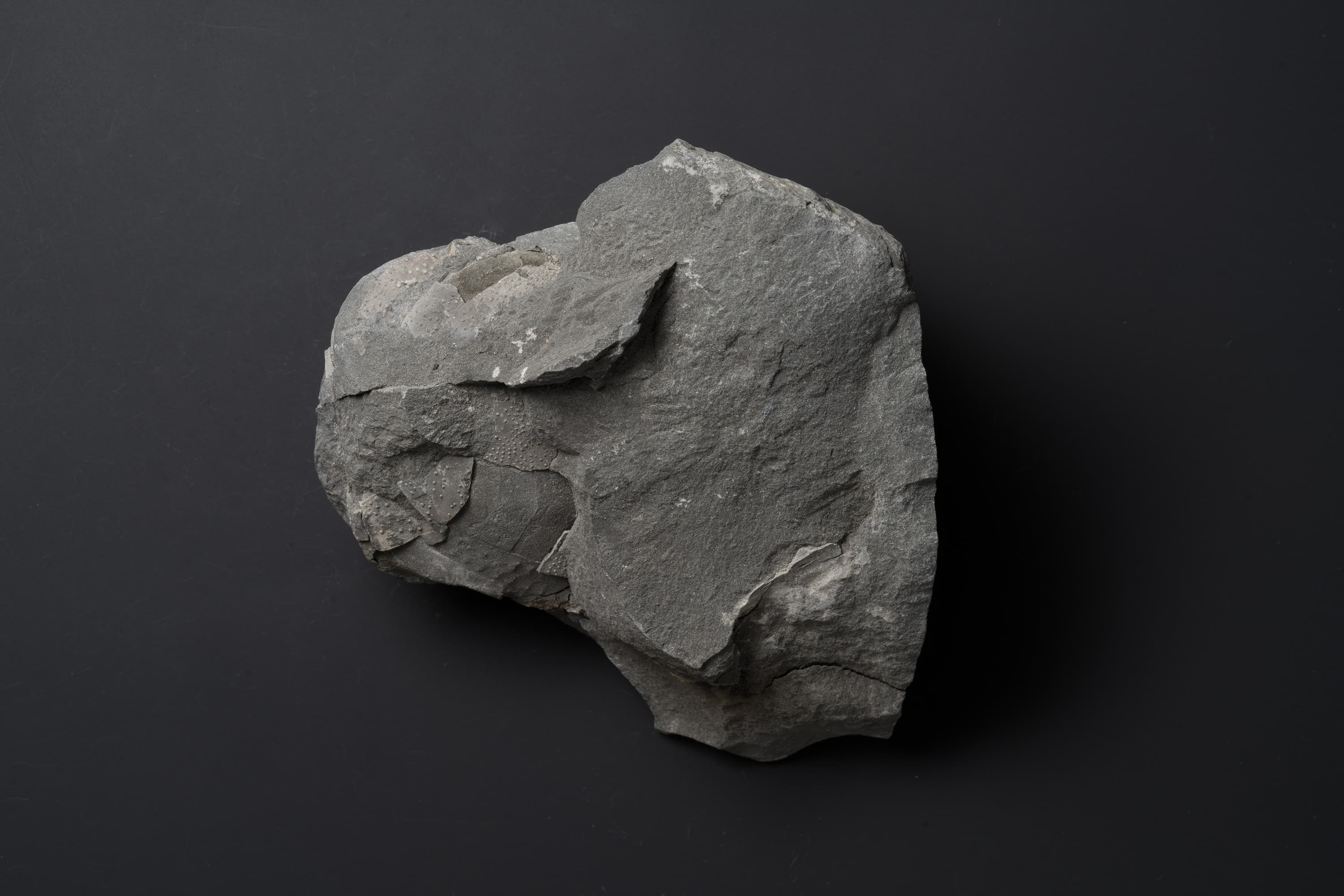 ウニの一種画像1