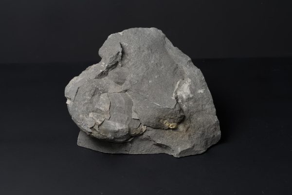 ウニの一種画像