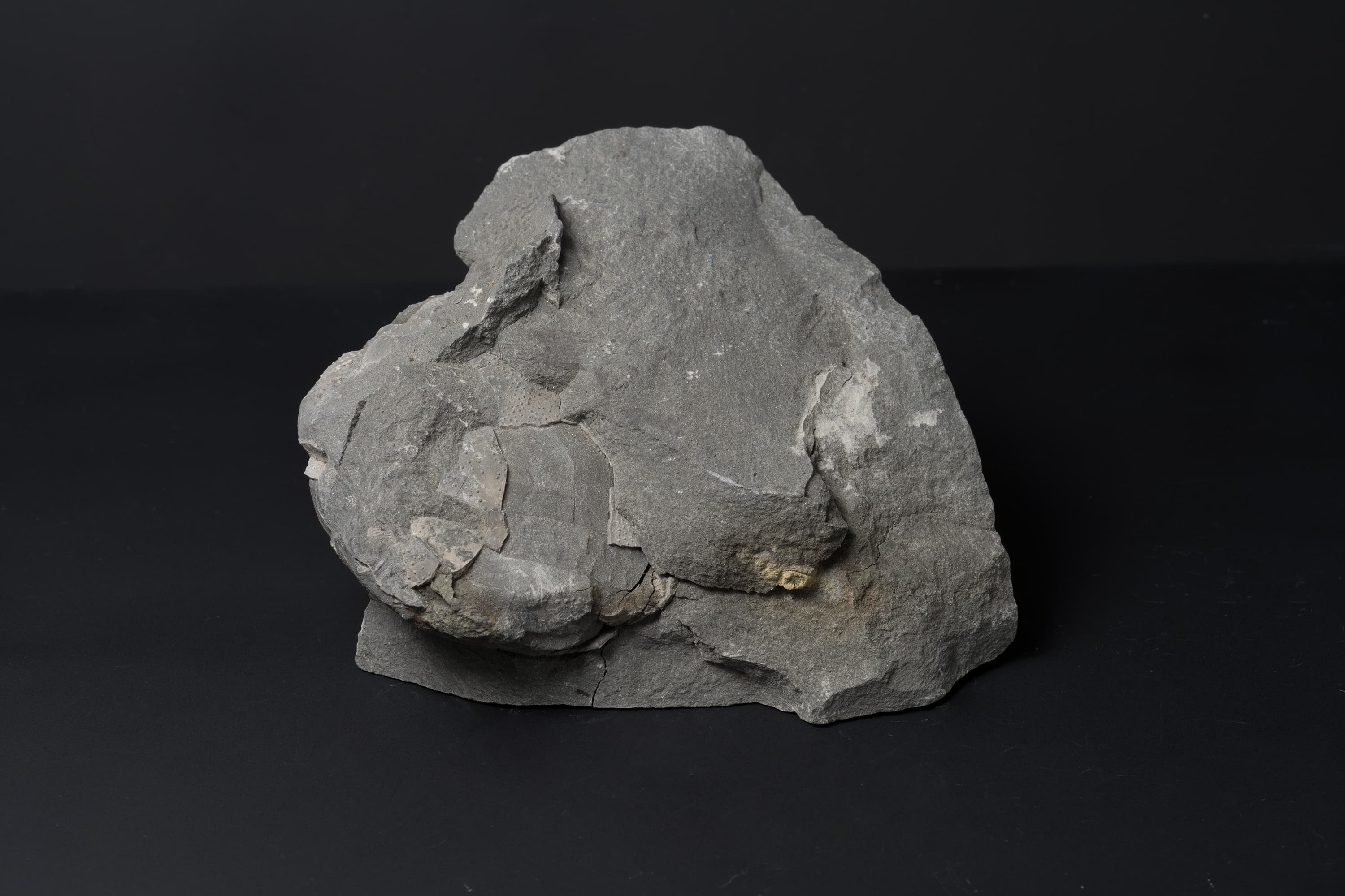 ウニの一種画像2