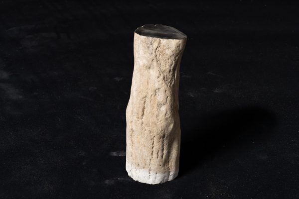 木生シダ　イワテテンプスキア画像