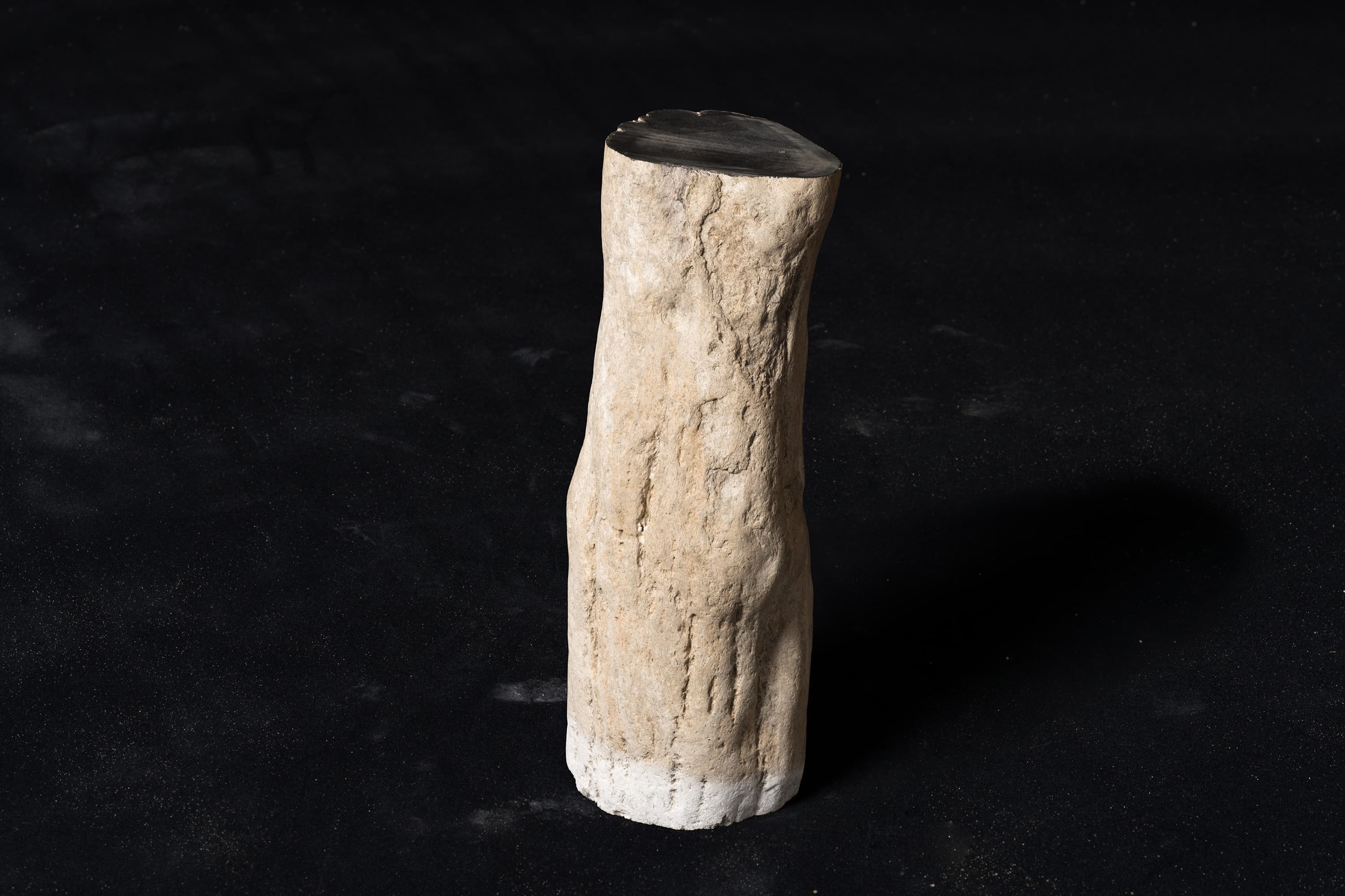 木生シダ　イワテテンプスキア画像2