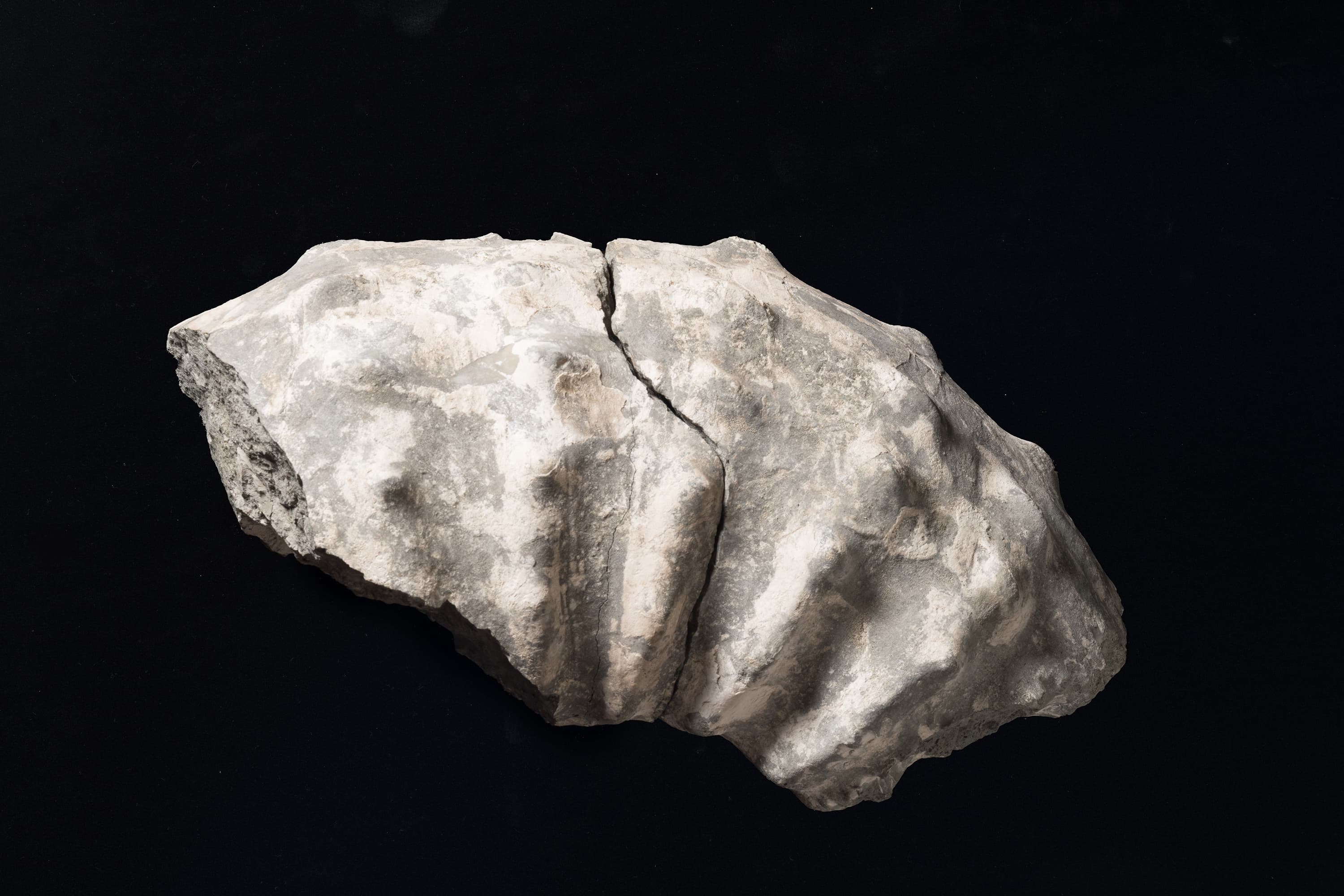 アンモナイト　テキサニテスの一種画像1