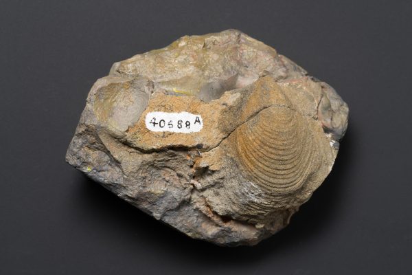 二枚貝　スフェノセラムス サンリクエンシス画像