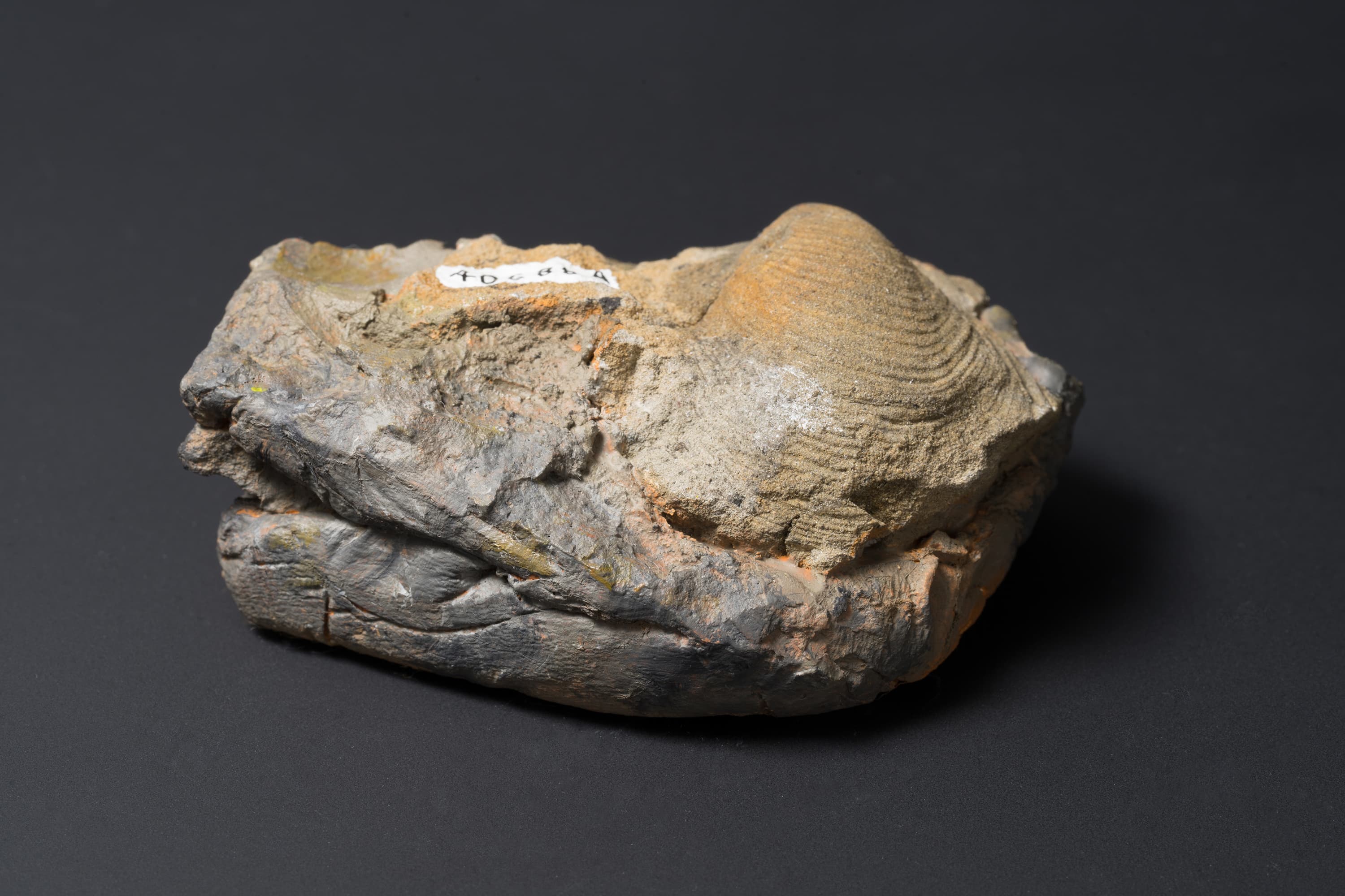 二枚貝　スフェノセラムス サンリクエンシス画像2