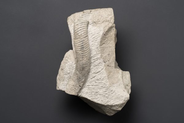 アンモナイト　ユーボストリコセラス ヴァルデラクサム画像