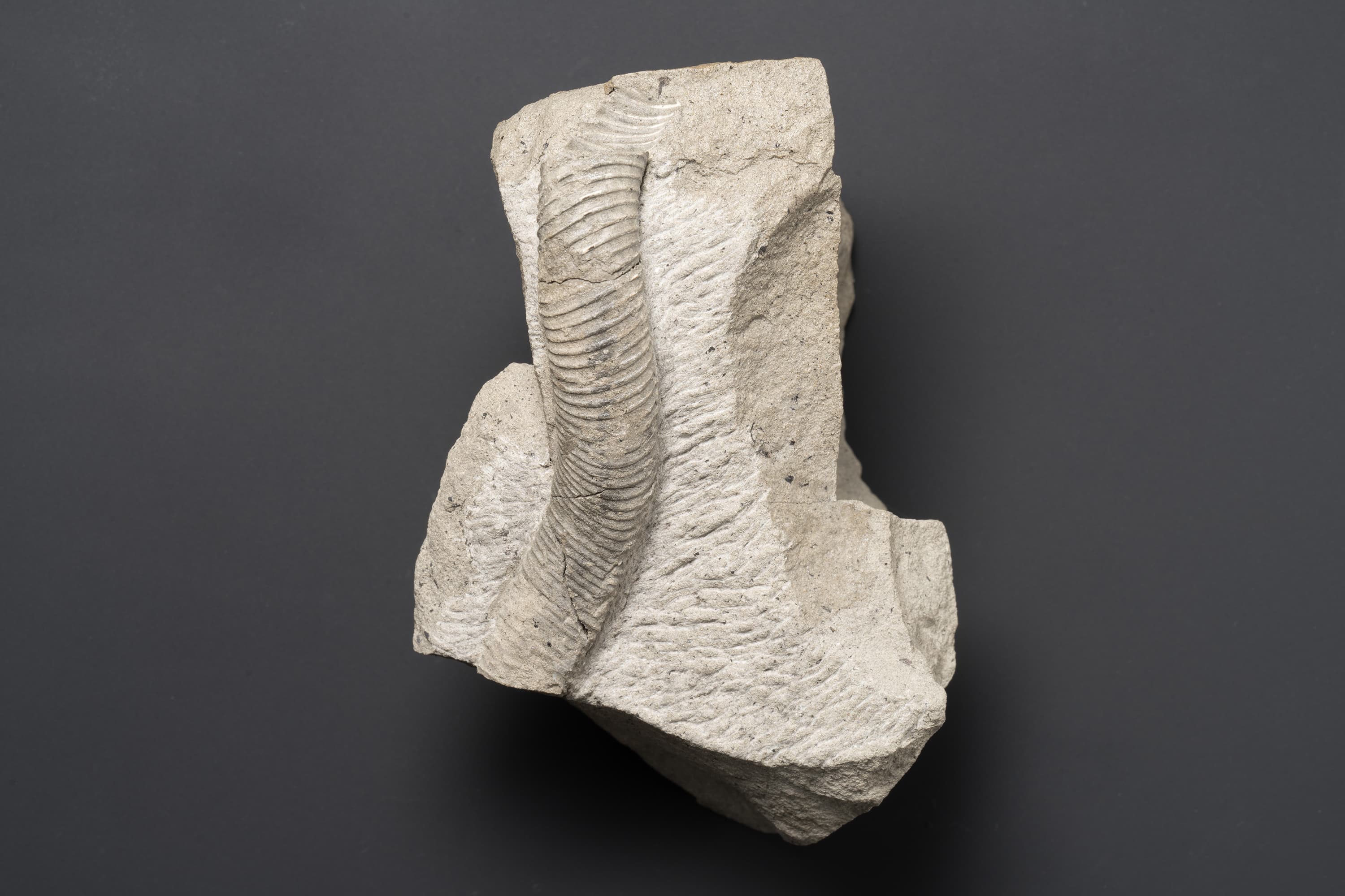 アンモナイト　ユーボストリコセラス ヴァルデラクサム画像1