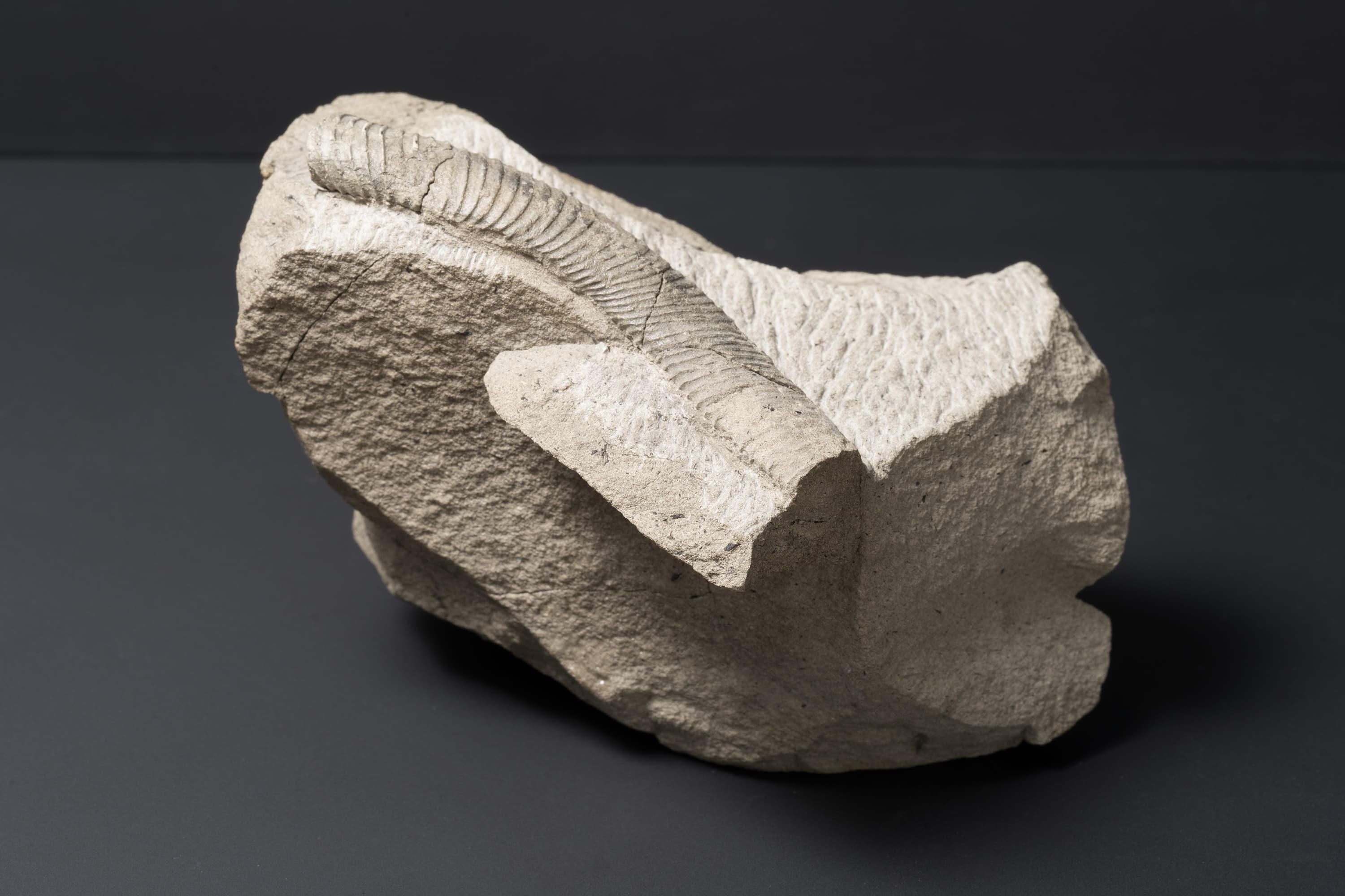 アンモナイト　ユーボストリコセラス ヴァルデラクサム画像2