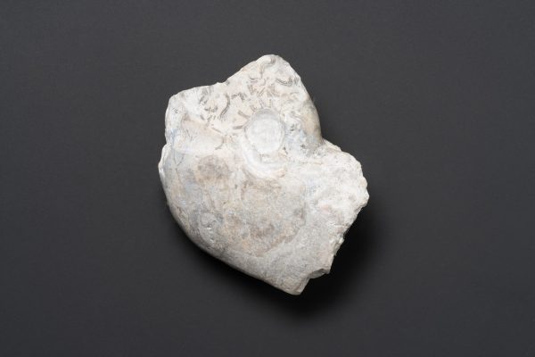 アンモノイド　ネオグラフィリテス画像