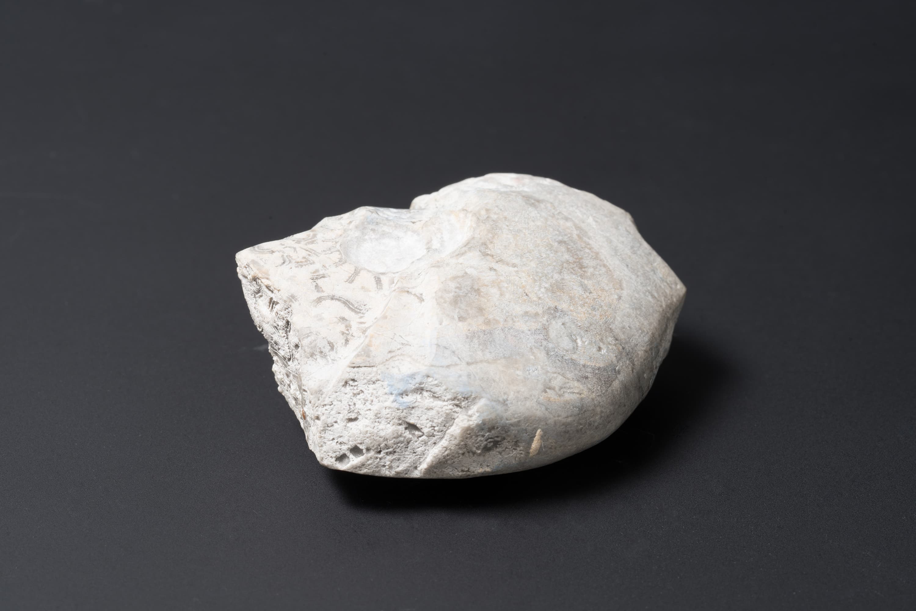 アンモノイド　ネオグラフィリテス7画像2