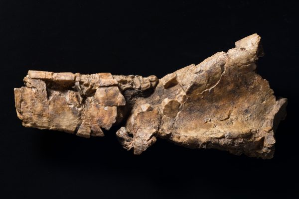 恐竜　モシリュウ上腕骨画像