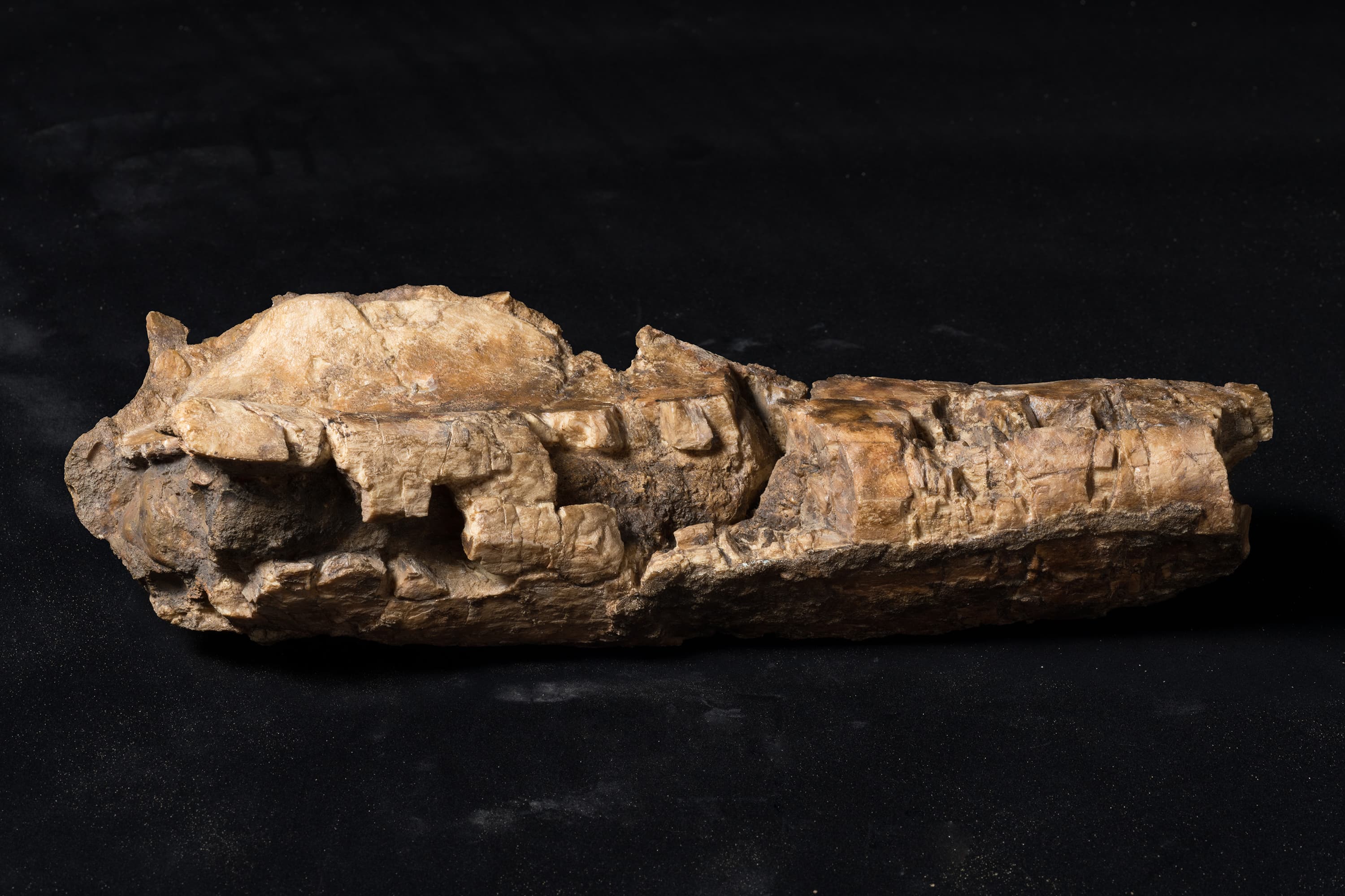 恐竜　モシリュウ上腕骨画像2