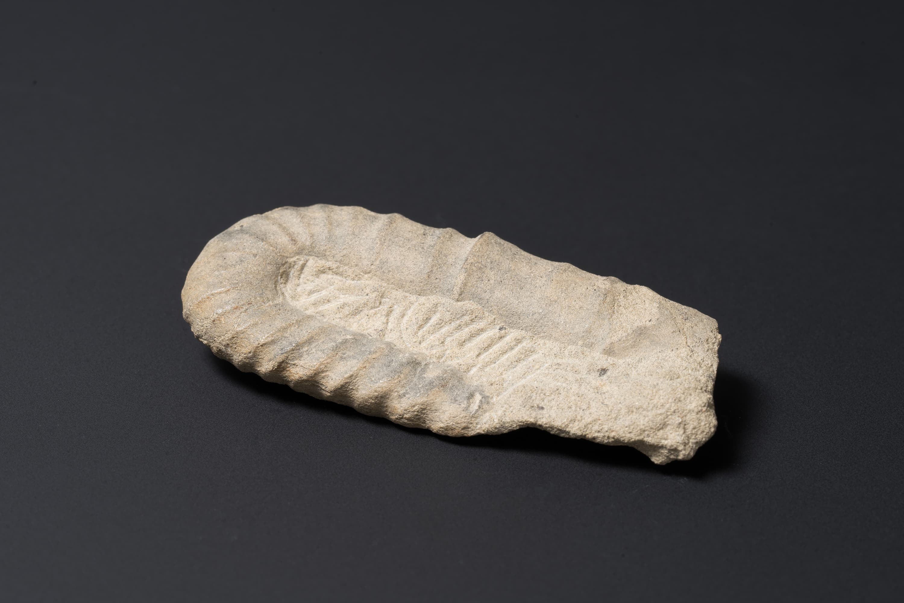 アンモナイト　ポリプチコセラス サブアンダタム画像2