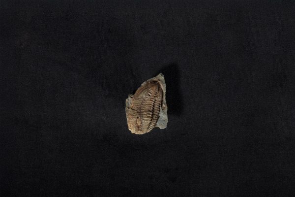 三葉虫類化石 リンガフィリップシア サブコニカ画像1