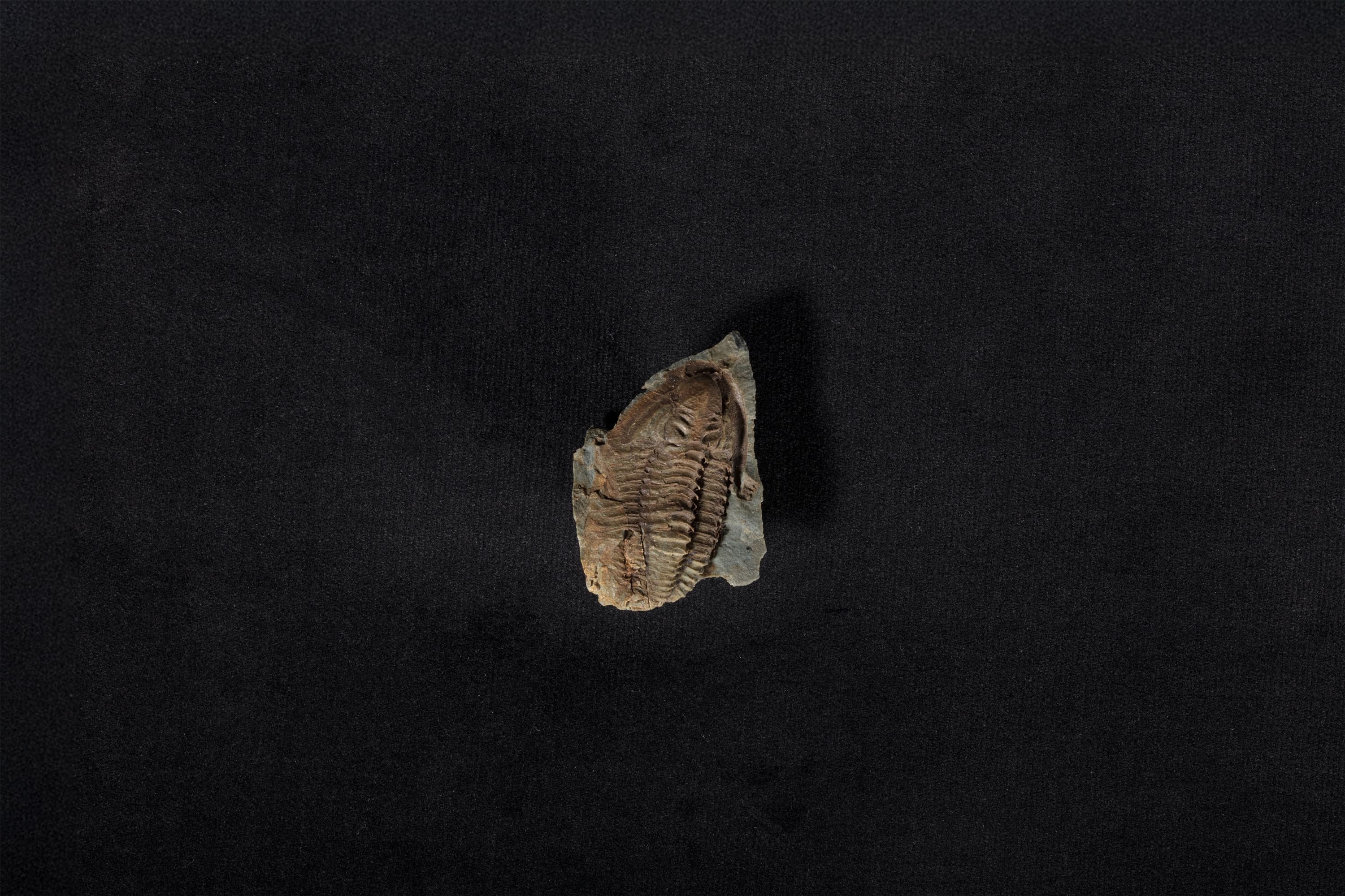 三葉虫類化石 リンガフィリップシア サブコニカ画像1