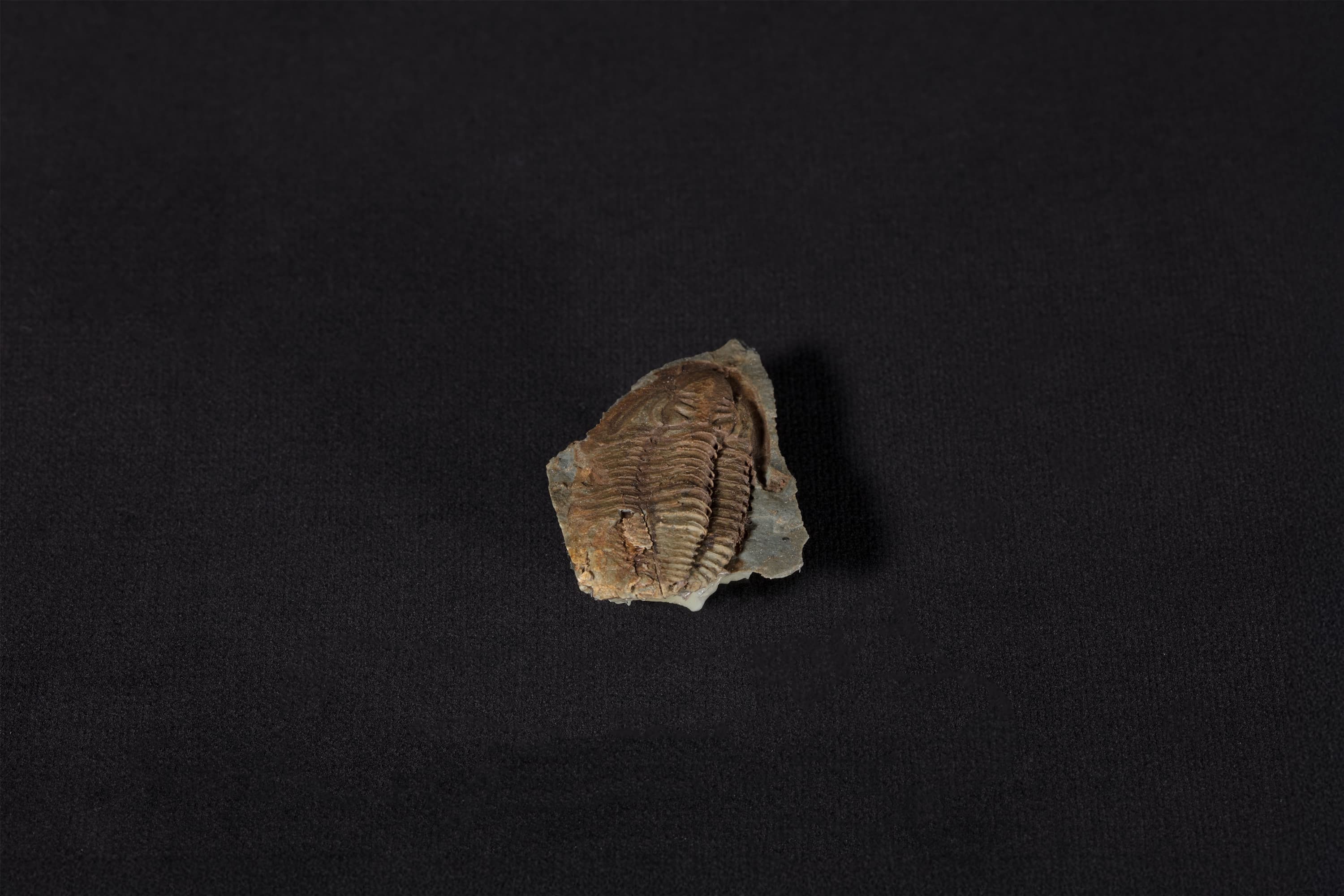 三葉虫類化石 リンガフィリップシア サブコニカ画像2