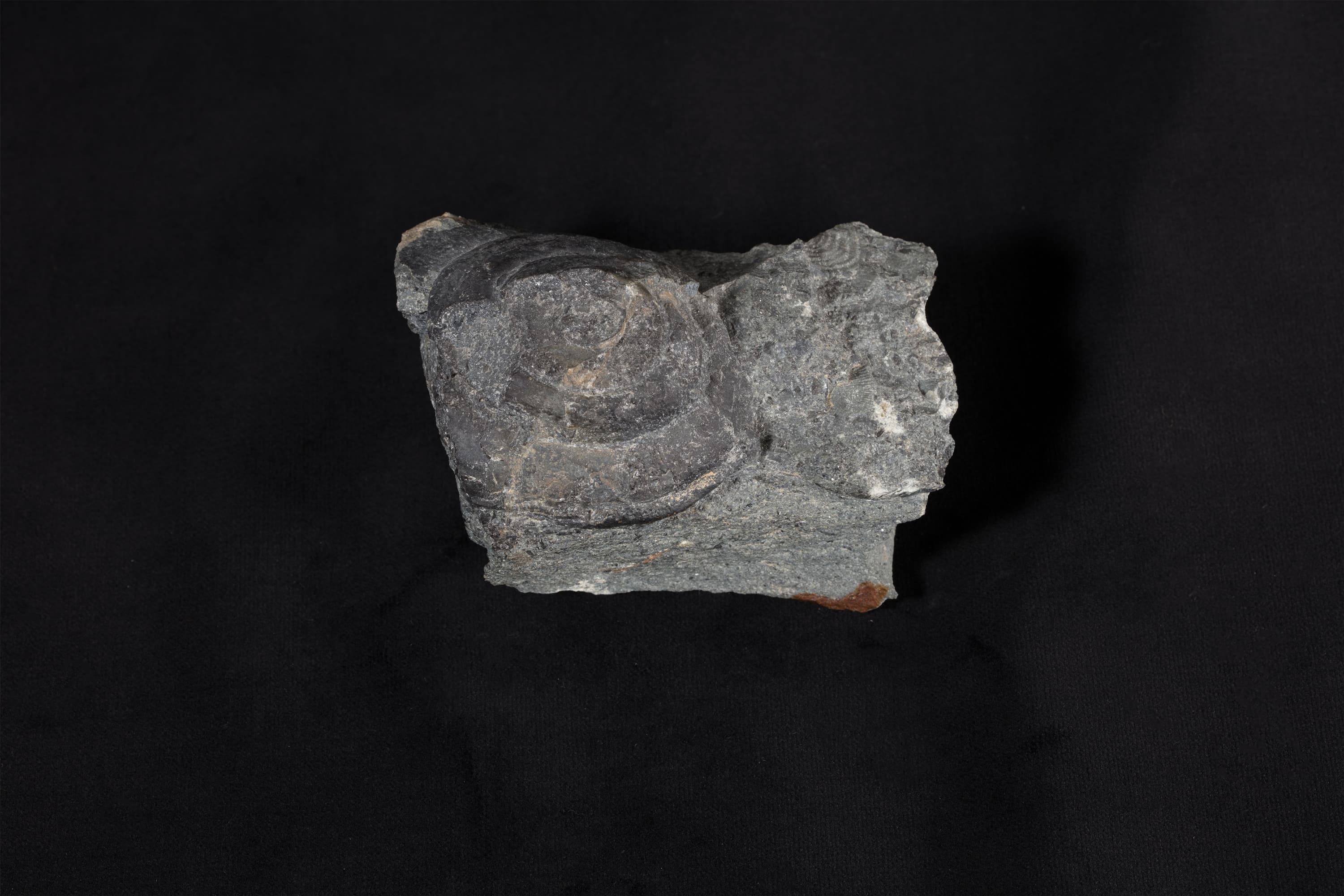 巻貝類化石 ユーオムファルス画像2