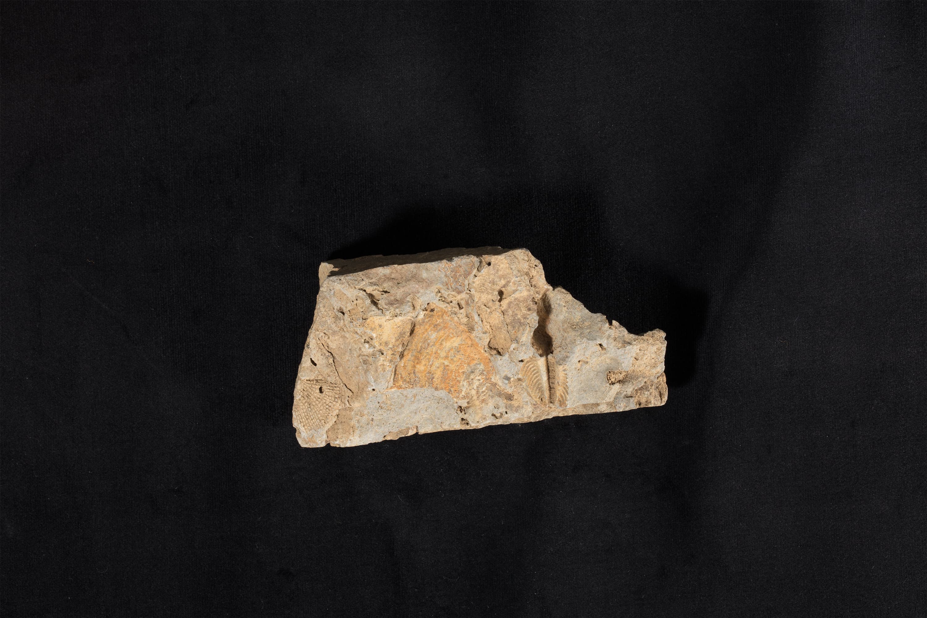 三葉虫類化石 シュードフィリップシア画像1