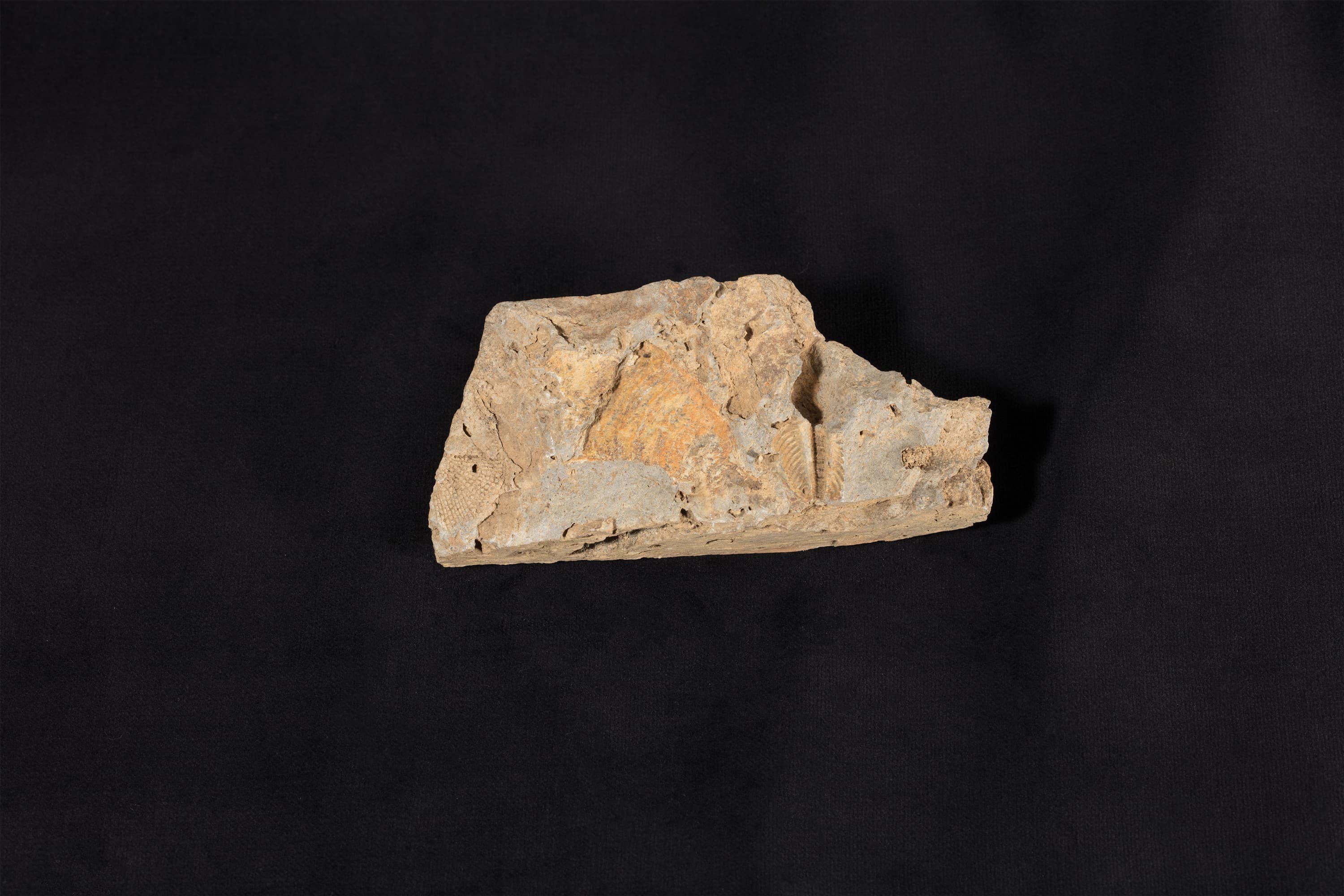 三葉虫類化石 シュードフィリップシア画像2