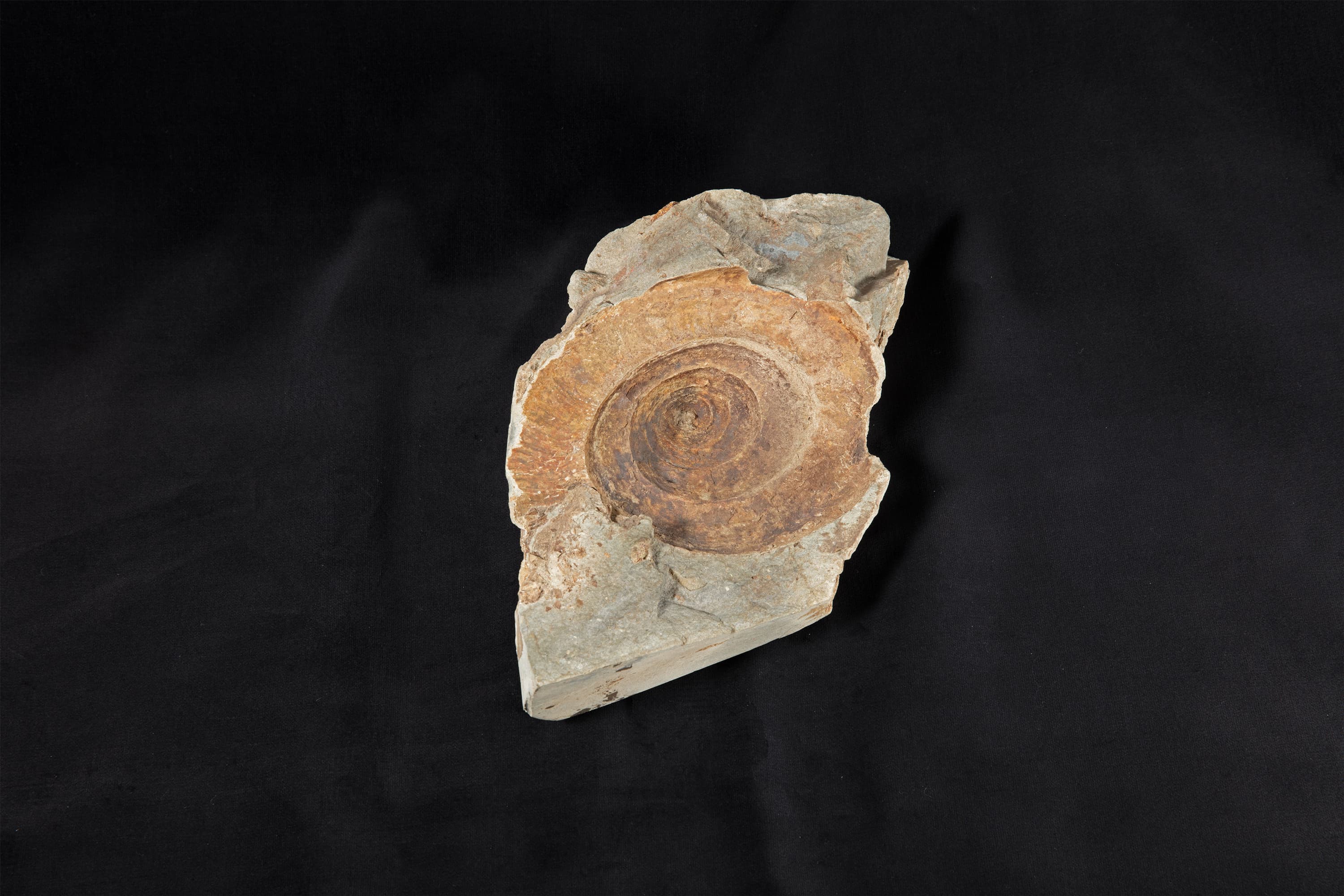 巻貝類化石 ユーオムファルス画像2