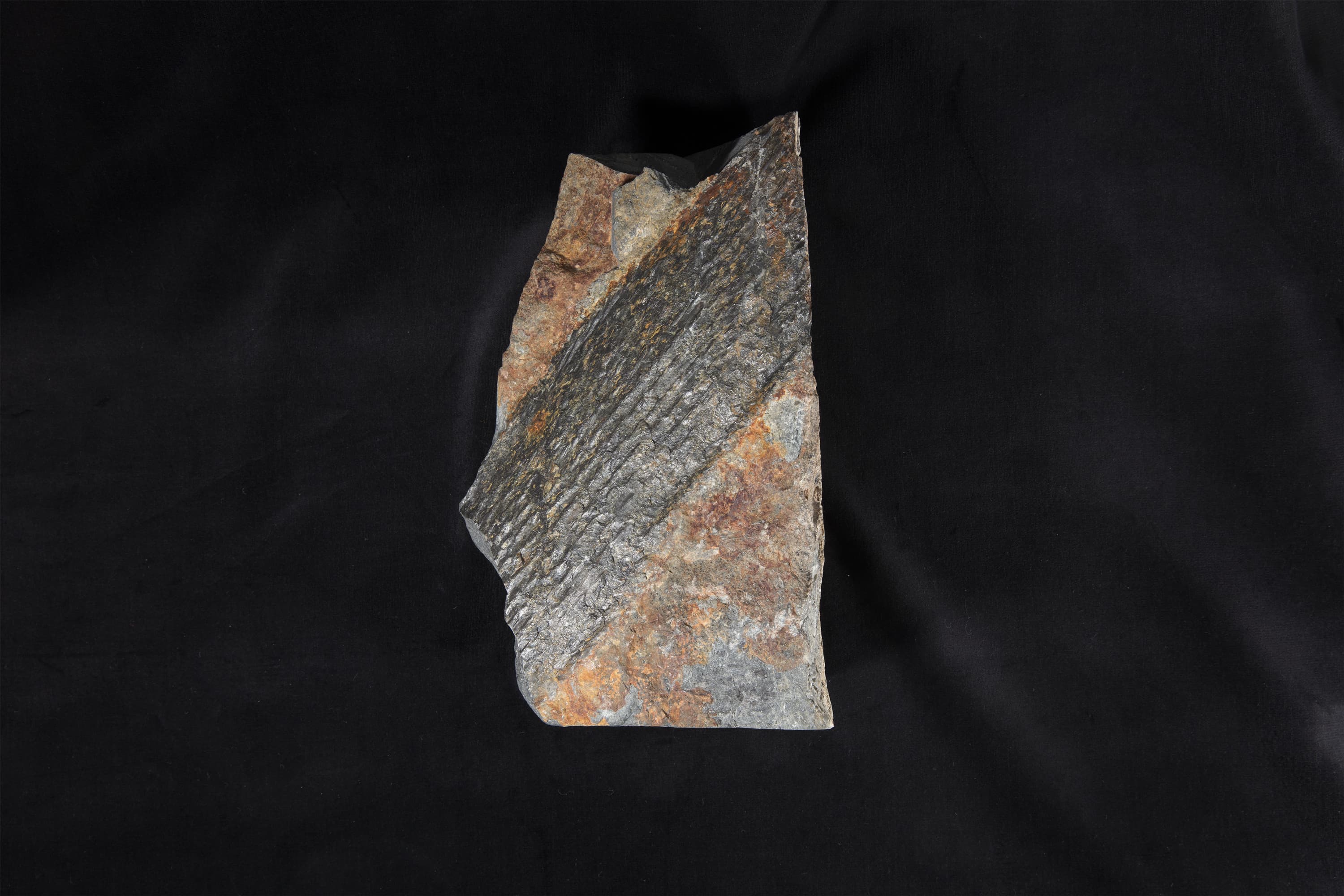 石炭紀　リンボク画像1