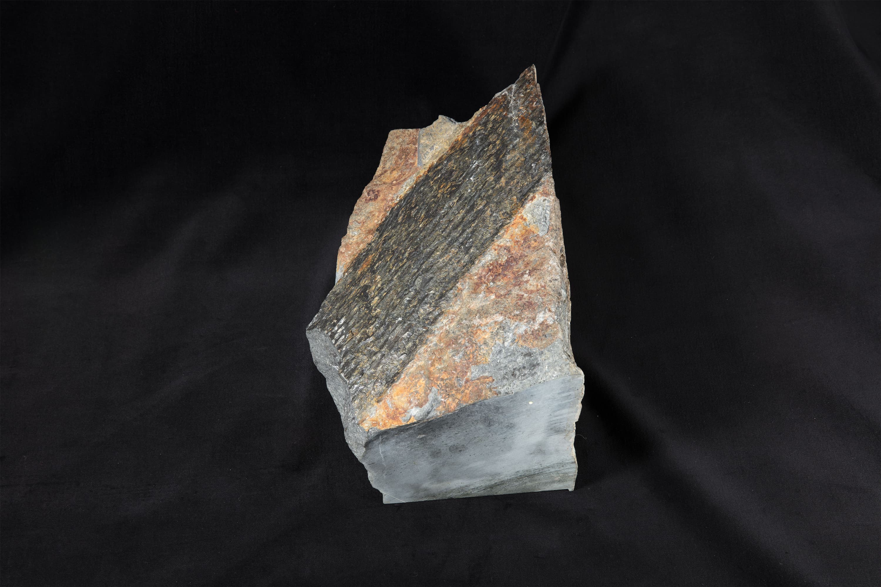 石炭紀　リンボク画像2