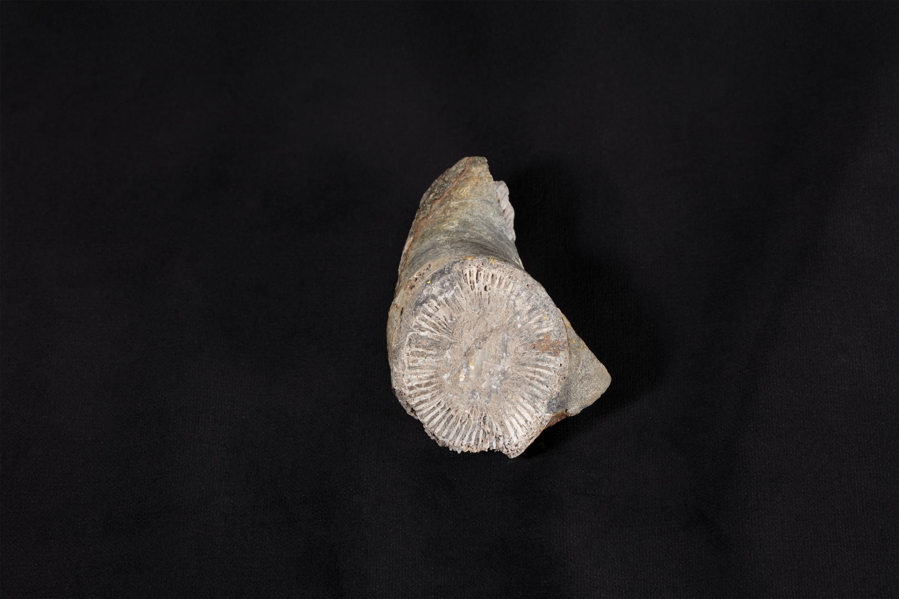 四放サンゴ類化石 ケイチョウフィルム ヘイシークワネンゼ（貴州サンゴ）画像2