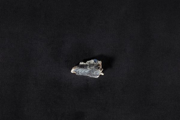 頭足類化石 直角石型オーム貝2画像1