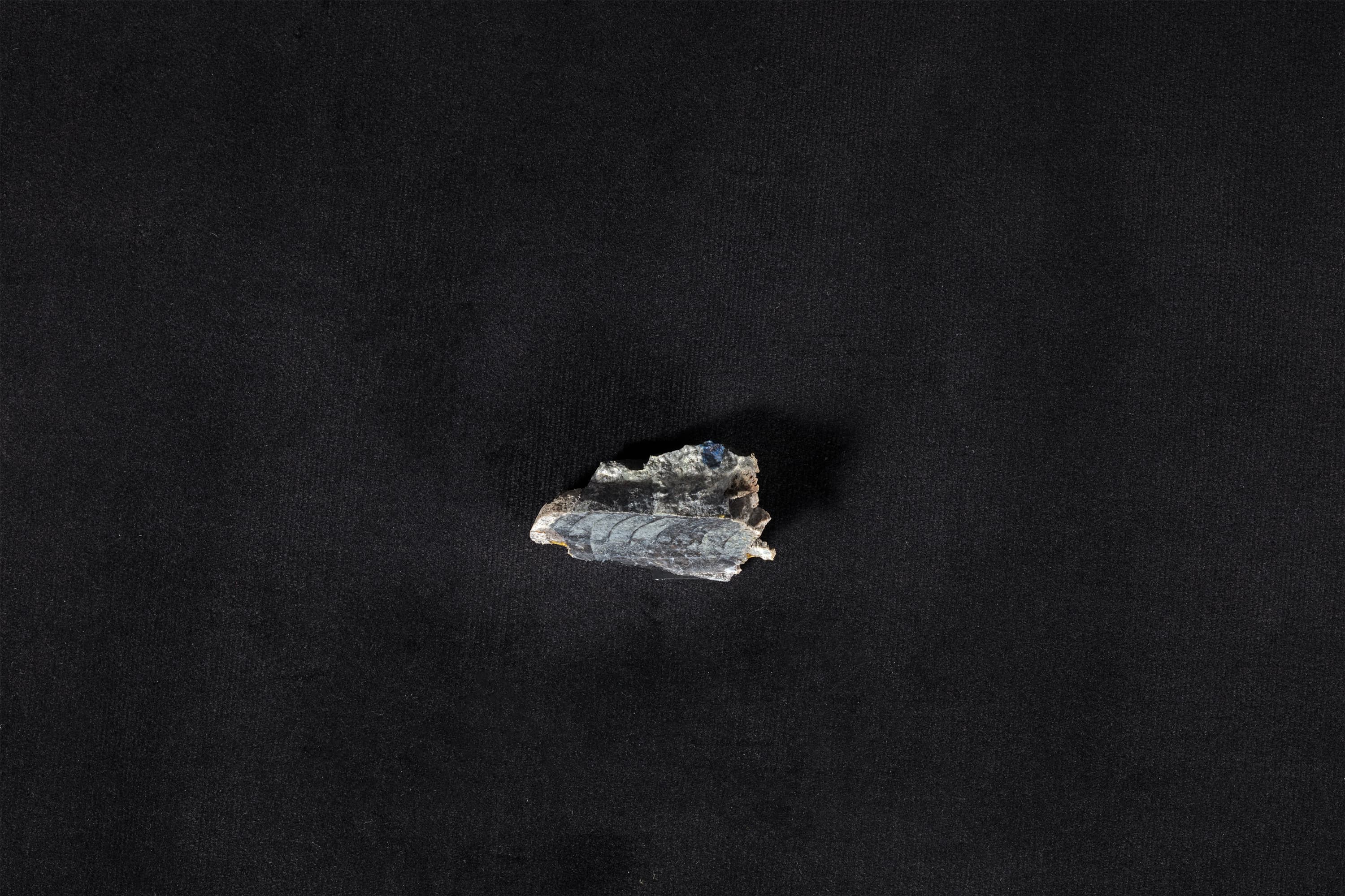 頭足類化石 直角石型オーム貝 | 三陸希望遺産デジタルアーカイブ