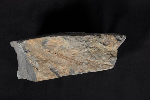 Rotaia hikoroichiensis画像1