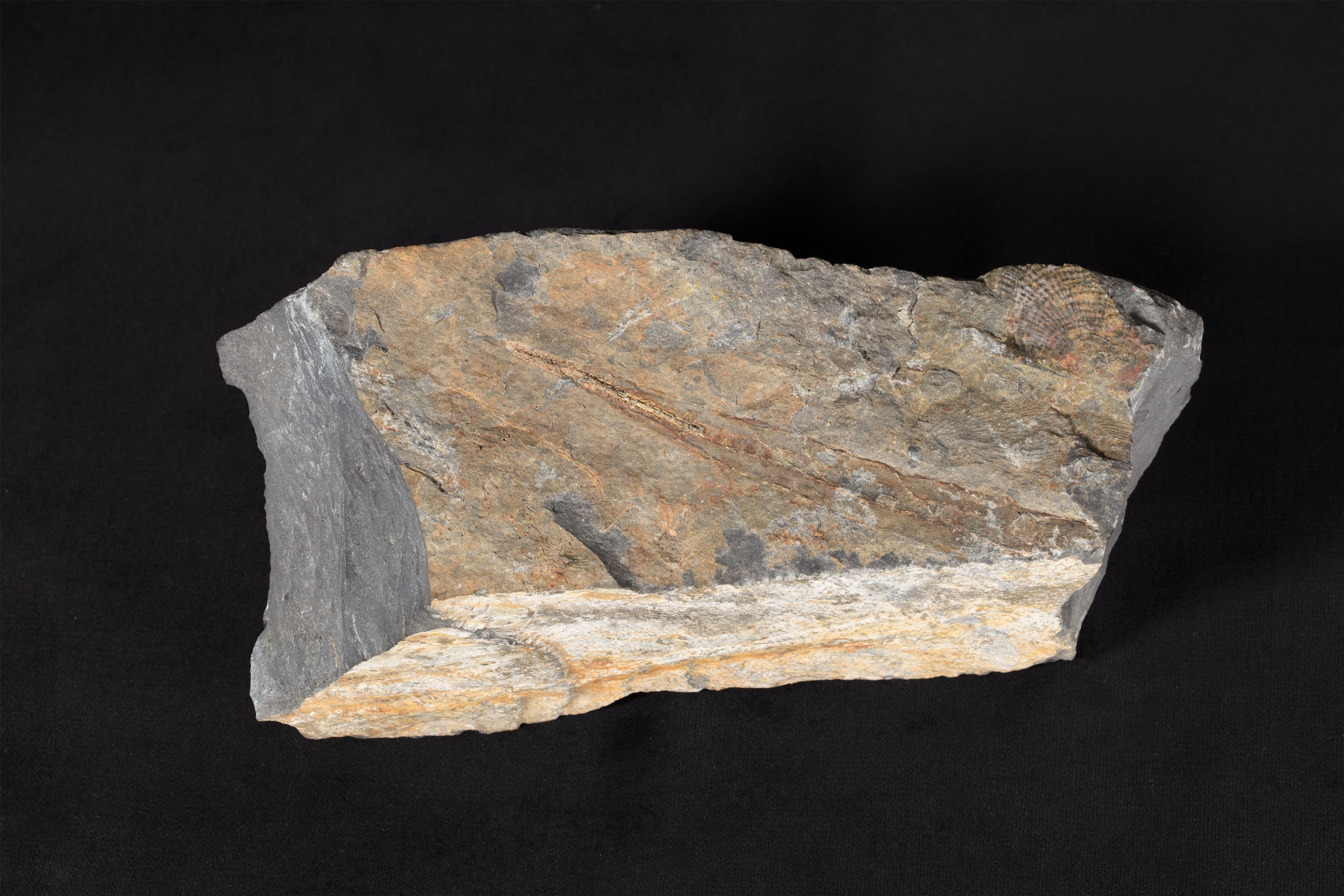 Rotaia hikoroichiensis画像2