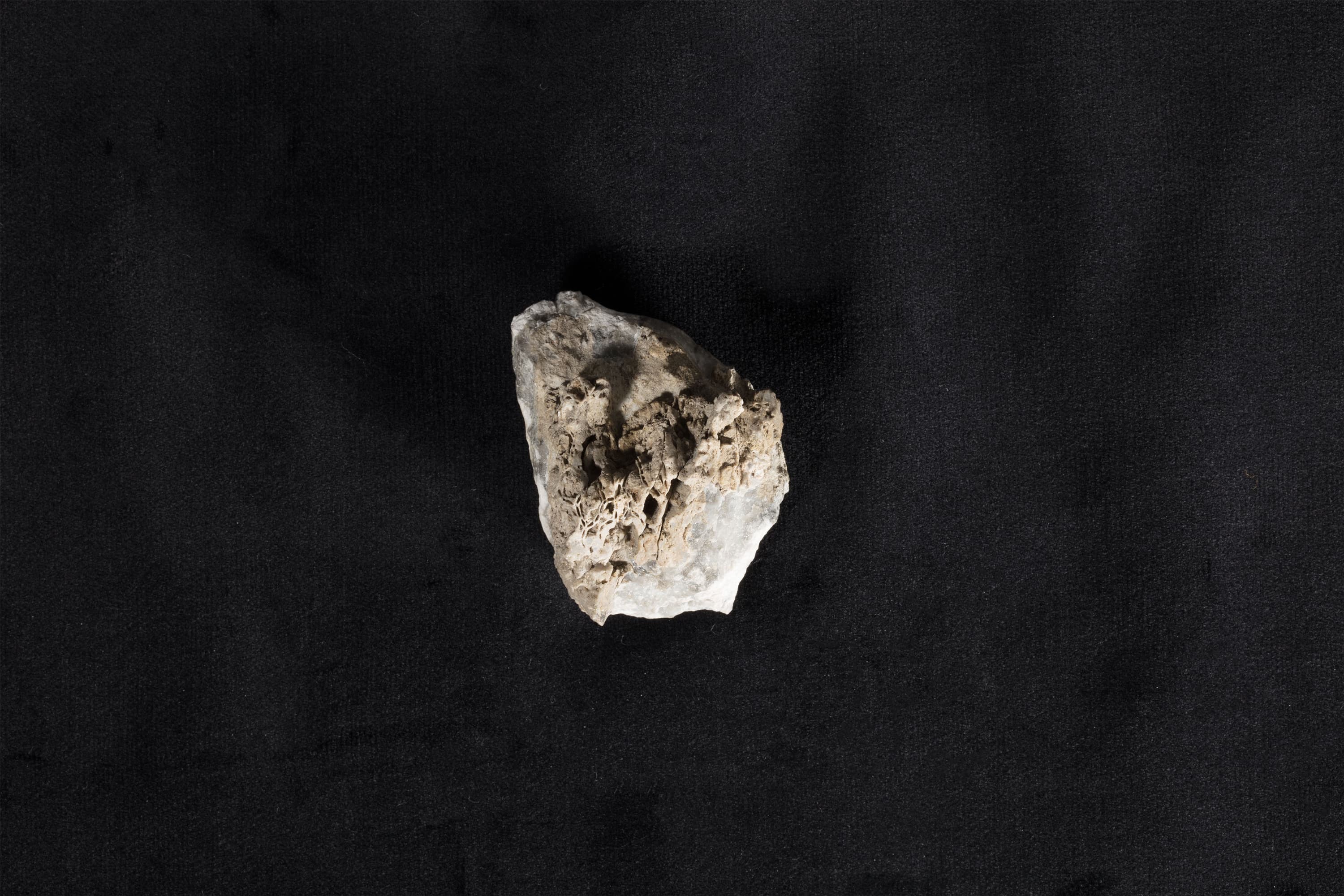 床板サンゴ類化石 シェドハリシテス（クサリサンゴ）画像1