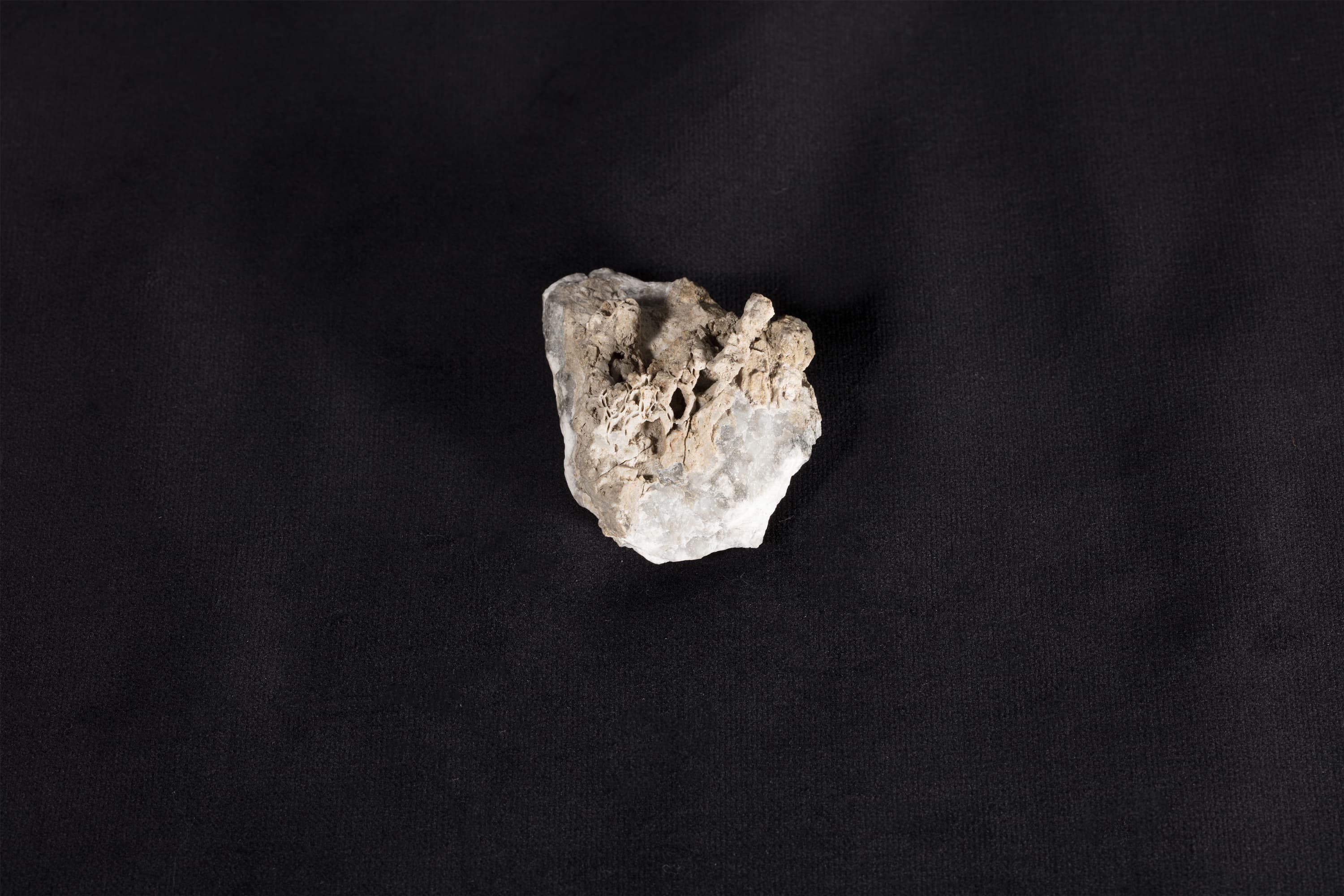 床板サンゴ類化石 シェドハリシテス（クサリサンゴ）画像2