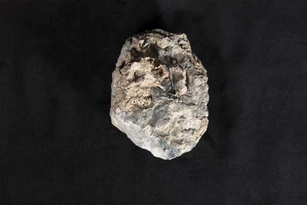 床板サンゴ類化石 ヘリオリテス（ヒイシサンゴ）画像1